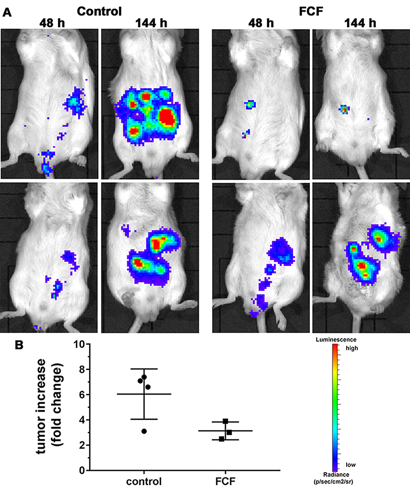 Tumor growth of AB12 MM cells in vivo