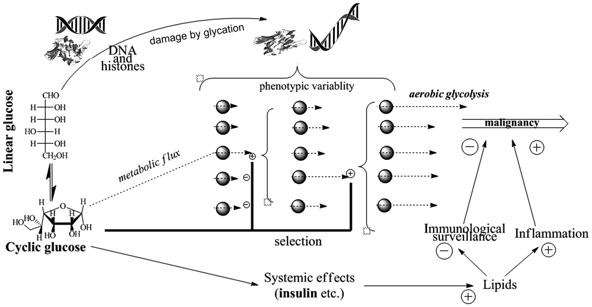 Pathways of glucose involvement in age-associated cancer promotion