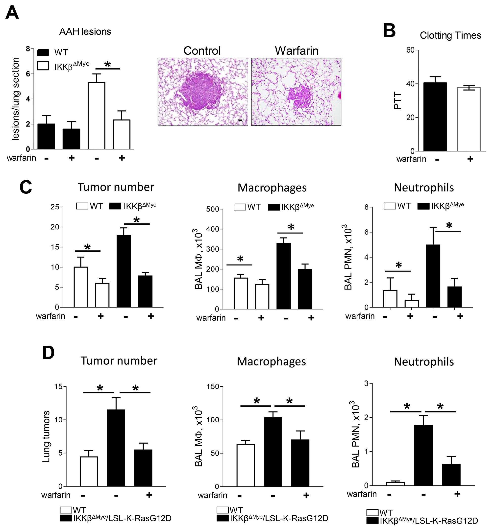 Warfarin treatment decrease lung tumor in urethane model and Kras spontaneous mouse tumor model of lung tumorigenesis