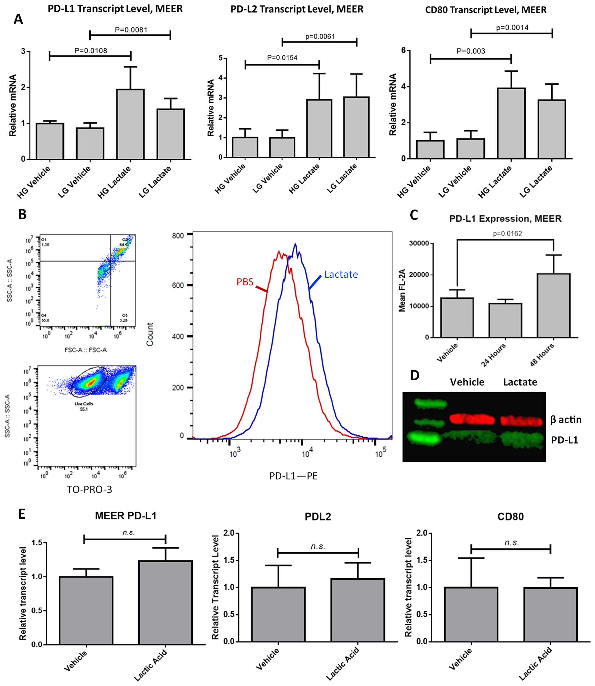 PD-L1 is upregulated in response to lactate exposure in MEER cells