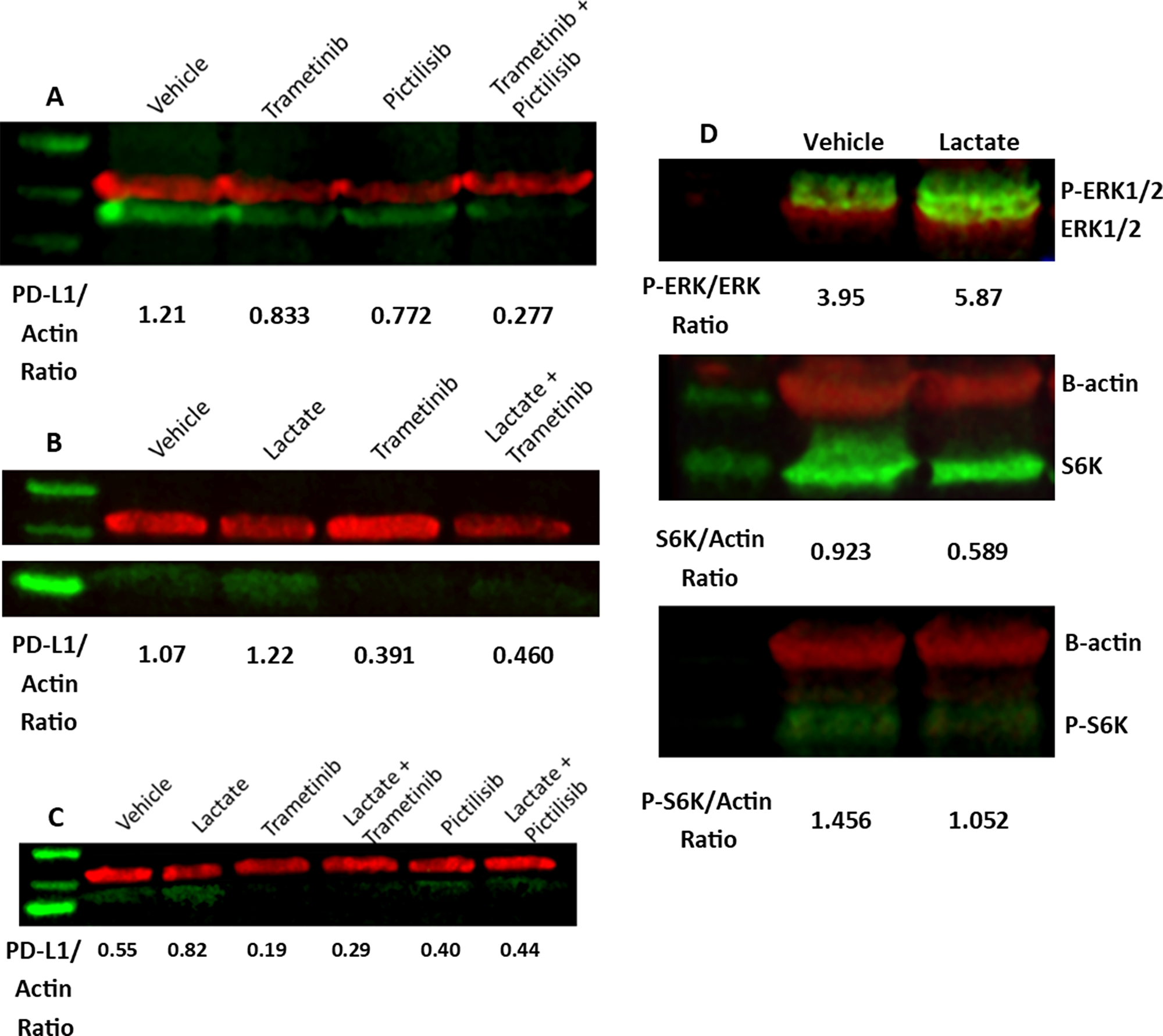 MEK activity contributes to PD-L1 expression