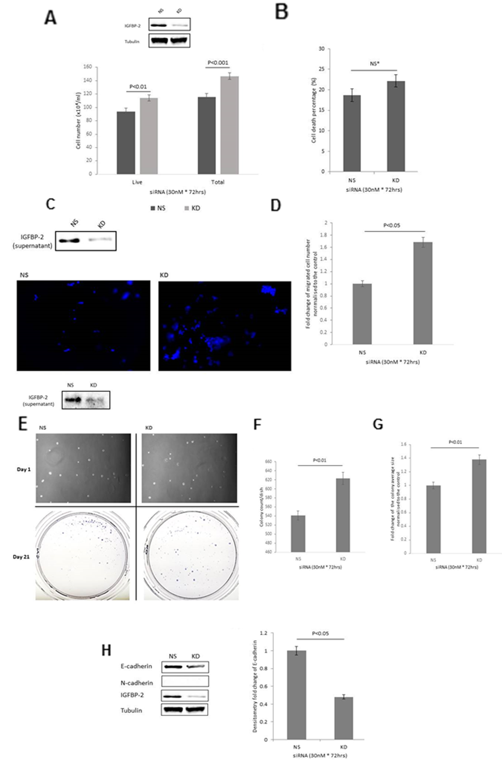 Shows the effect of IGFBP-2 silencing in RT4 cells on (A) total cell number (B) cell death (C & D) invasion (image shows invaded cells with the nuclei stained with DAPI (in blue); X 10 magification) and graph indicates the mean change in number of invaded cells (E) colony formation; images of cells on day 1 and of colonies on day 21; x 10 magnification. (F&G) graphs represent the change in colony count and fold change of the average colony size respectively. (H) EMT markers, E- and N-cadherin and the graph shows the mean optical density change in E-cadherin. Inserts in A, C, E & H show a Western blot indicating effective IGFBP-2 silencing. Graphs show the mean and SEM of data from 3 separate experiments each performed in triplicate. Data were analysed with SPSS 12.0.1 for Windows using one-way ANOVA followed by least significant difference (LSD) post-hoc test. A statistically significant difference was present at p$!--ESC
