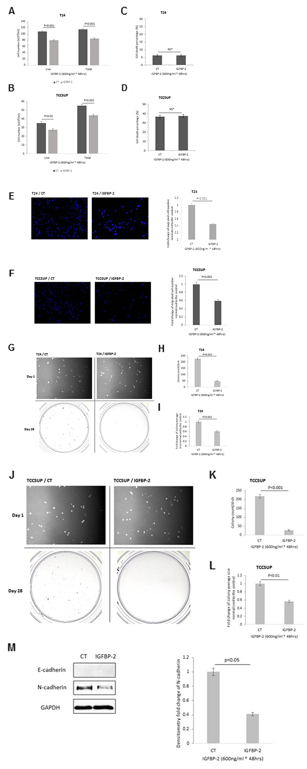 Shows the effects of adding exogenous IGFBP-2 (600ng/ml) to T24 and TCCSUP cells on (A & B) total cell number respectively, (C & D) cell death respectively (E & F) invasion (images show invaded cells with the nuclei stained with DAPI (in blue); X 10 magification and graph indicates the mean change in number of invaded cells (G, H & I) colony formation for T24 cells; images of cells on day 1 and of colonies on day 28; x 10 magnification. Graphs represent the change in colony count and fold change of the average colony size. Graphs show the mean and SEM of data from 3 separate experiments each performed in triplicate. Data were analysed with SPSS 12.0.1 for Windows using one-way ANOVA followed by least significant difference (LSD) post-hoc test. A statistically significant difference was present at p$!--ESC