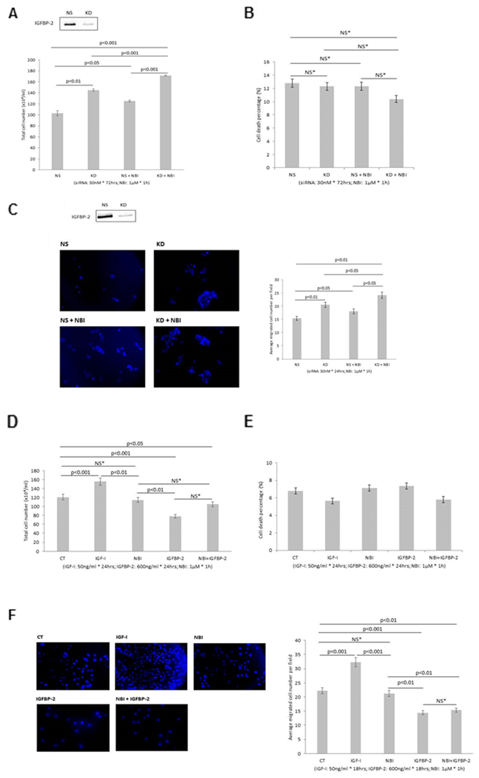 Shows the effects of manipulating IGFBP-2 in RT4 and T24 cells in the presence of NBI-31772 (1µM)