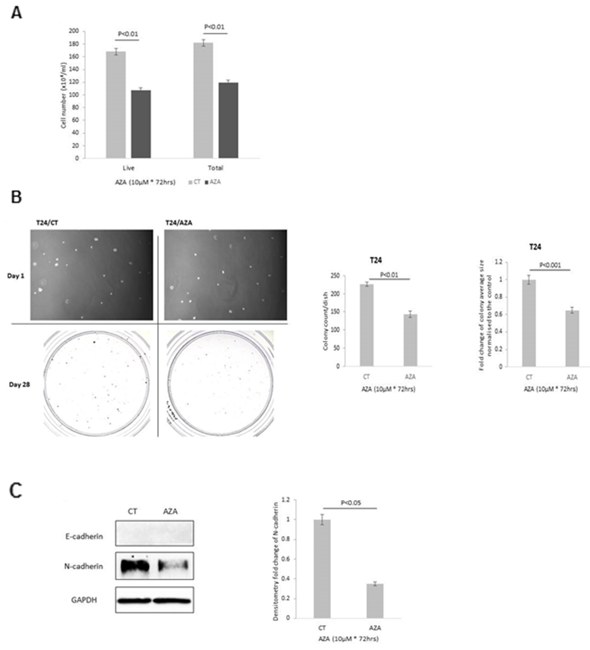 Effect of 5-AZA on T24 cells with respect to (A) cell growth (B) colony formation; images of cells on day 1 and of colonies on day 28; x 10 magnification. Graphs represent the change in colony count and fold change of the average colony size respectively. (C) EMT markers, E- and N-cadherin and the graph shows the mean optical density change in N-cadherin. Graphs show the mean and SEM of data from 3 separate experiments each performed in triplicate. Data were analysed with SPSS 12.0.1 for Windows using one-way ANOVA followed by least significant difference (LSD) post-hoc test. A statistically significant difference was present at p$!--ESC