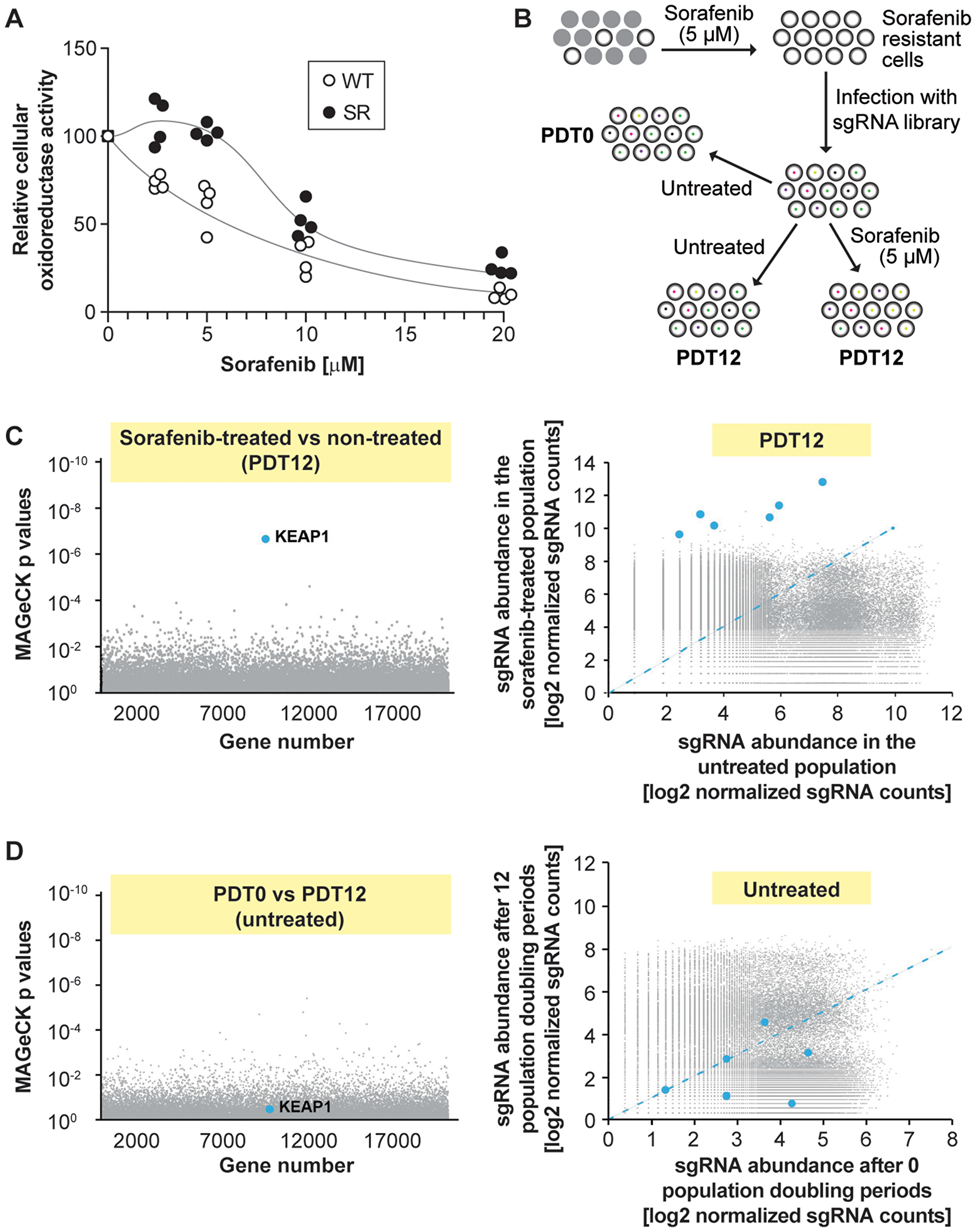 Single guide RNAs targeting KEAP1 are enriched in sorafenib-treated HUH-7 cells