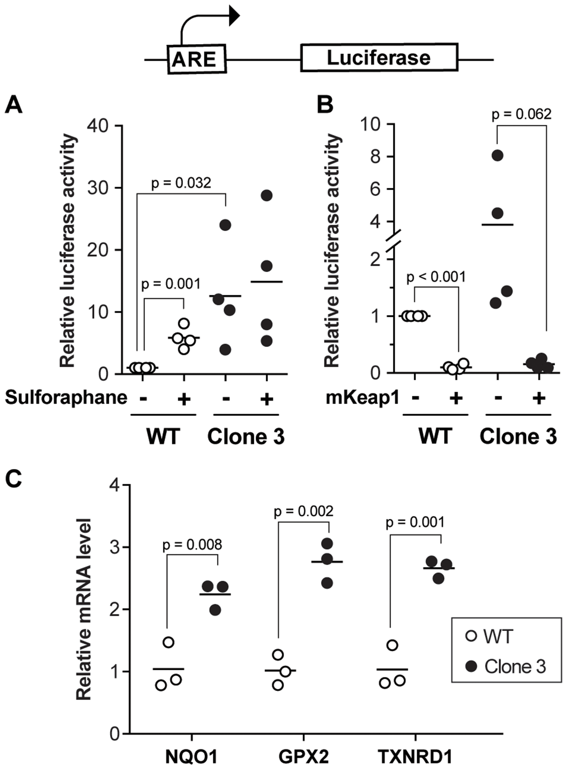 Defective regulation of Nrf2 target genes in KEAP1-disrupted cells