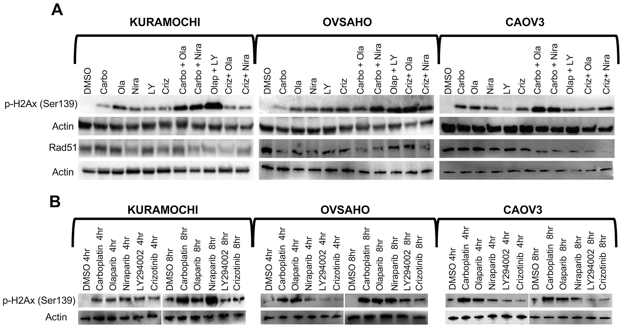 Accumulation of DNA double strand breaks