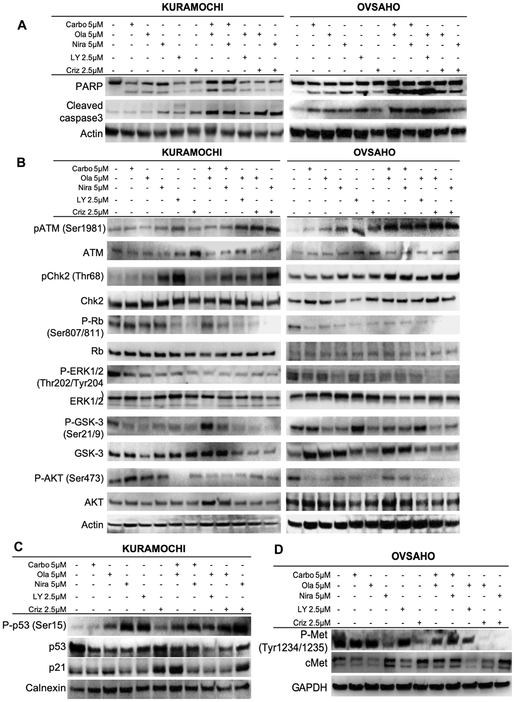 Effects on cellular and molecular pathways