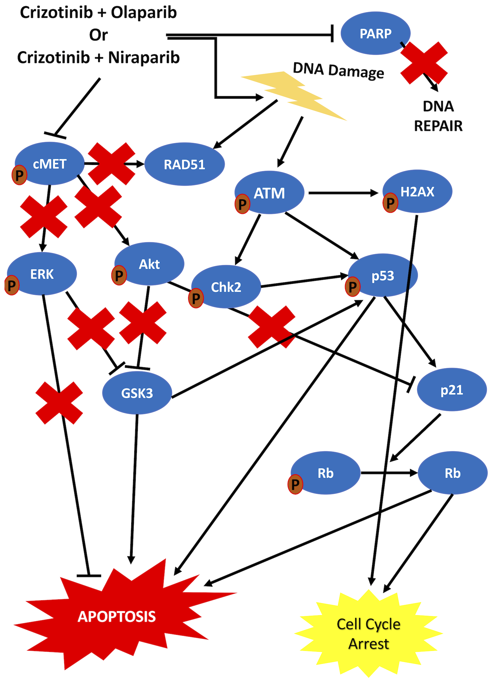 Schematic representation of the proposed mechanism of action of the combination treatments