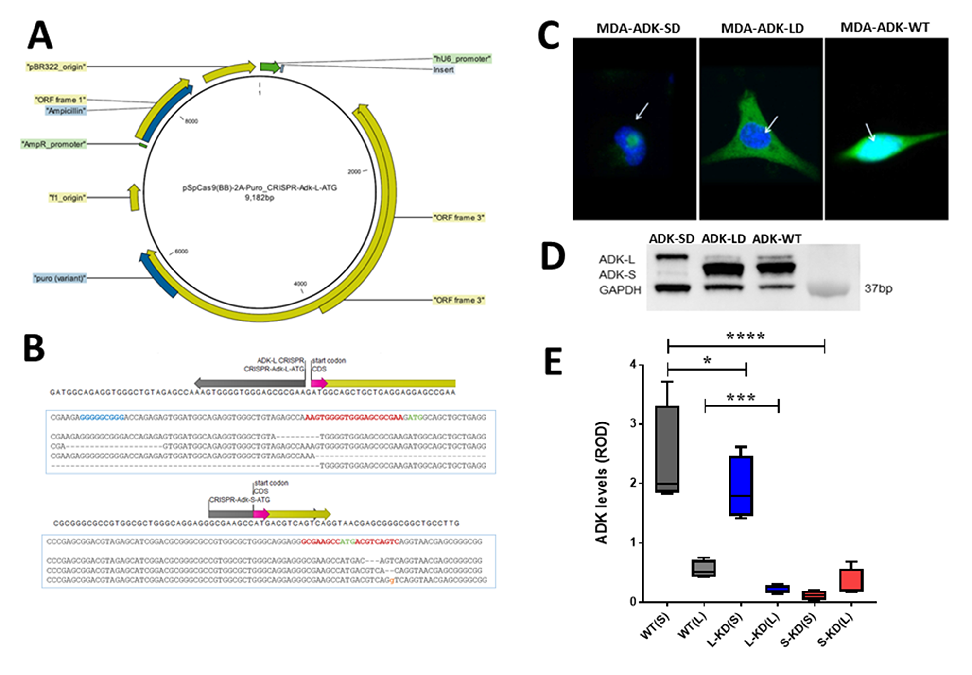 CRISPR/Cas9 manipulation of ADK isoforms in breast cancer cells