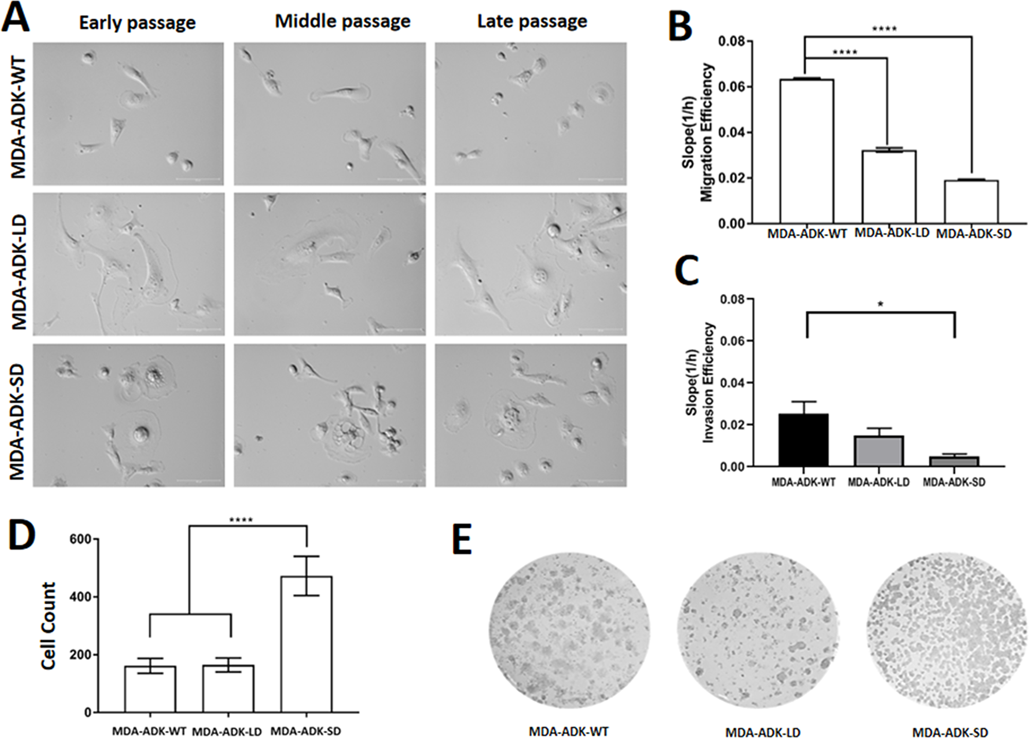 Manipulation of ADK isoforms affects morphology, migration, and invasion of cultured MDA-MB-231 cells
