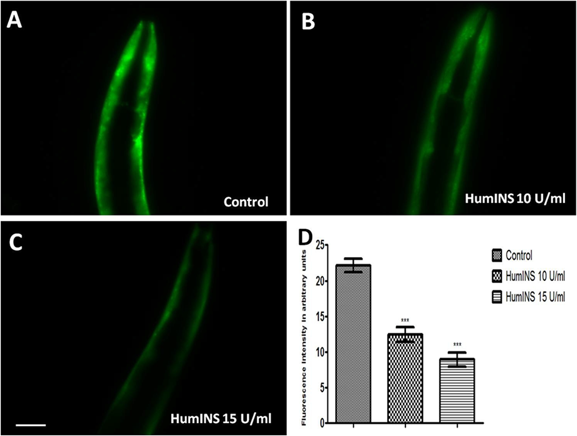 Effect of HumINS on α-syn expression