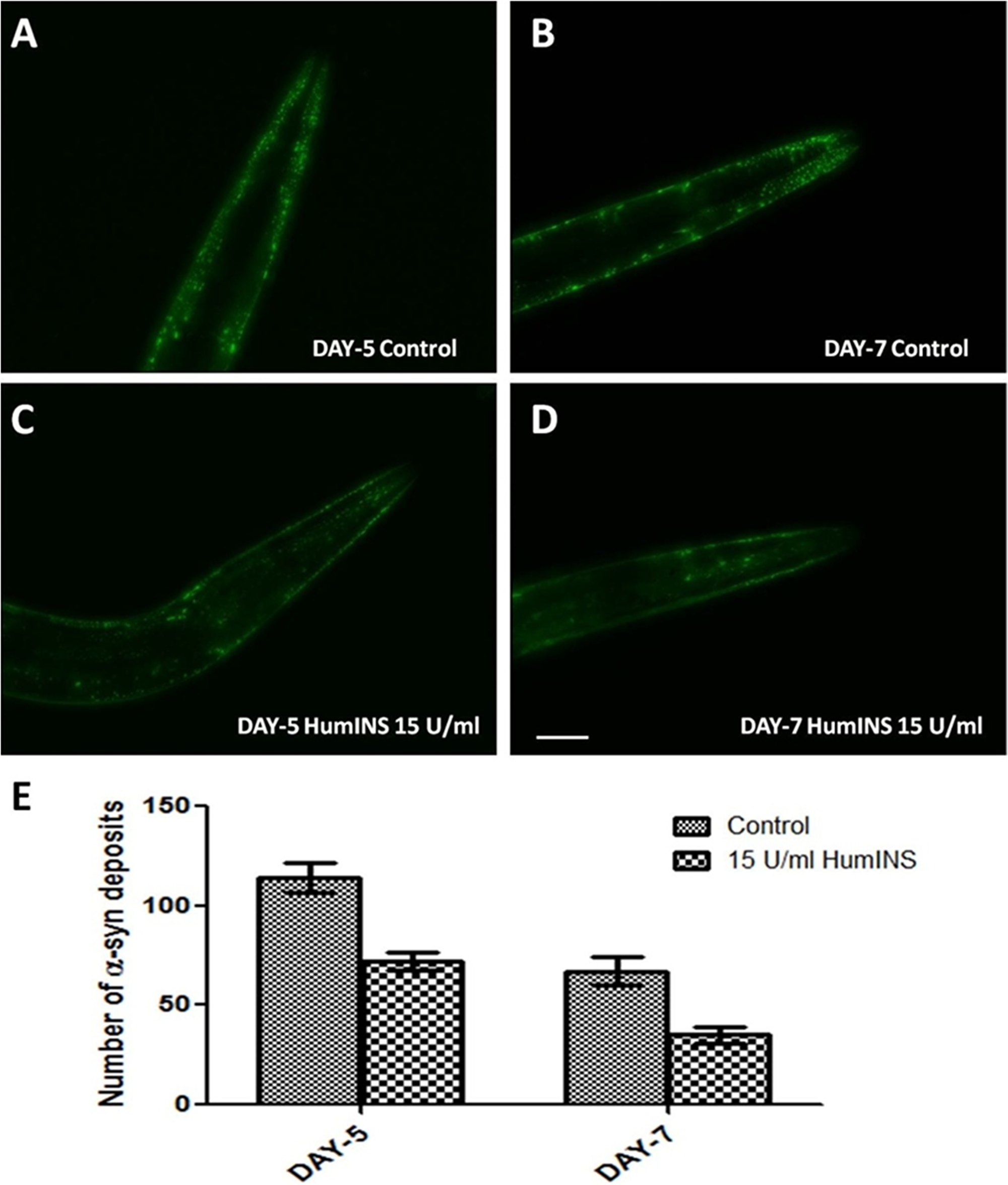 HumINS decreases aging-dependent aggregate accumulation