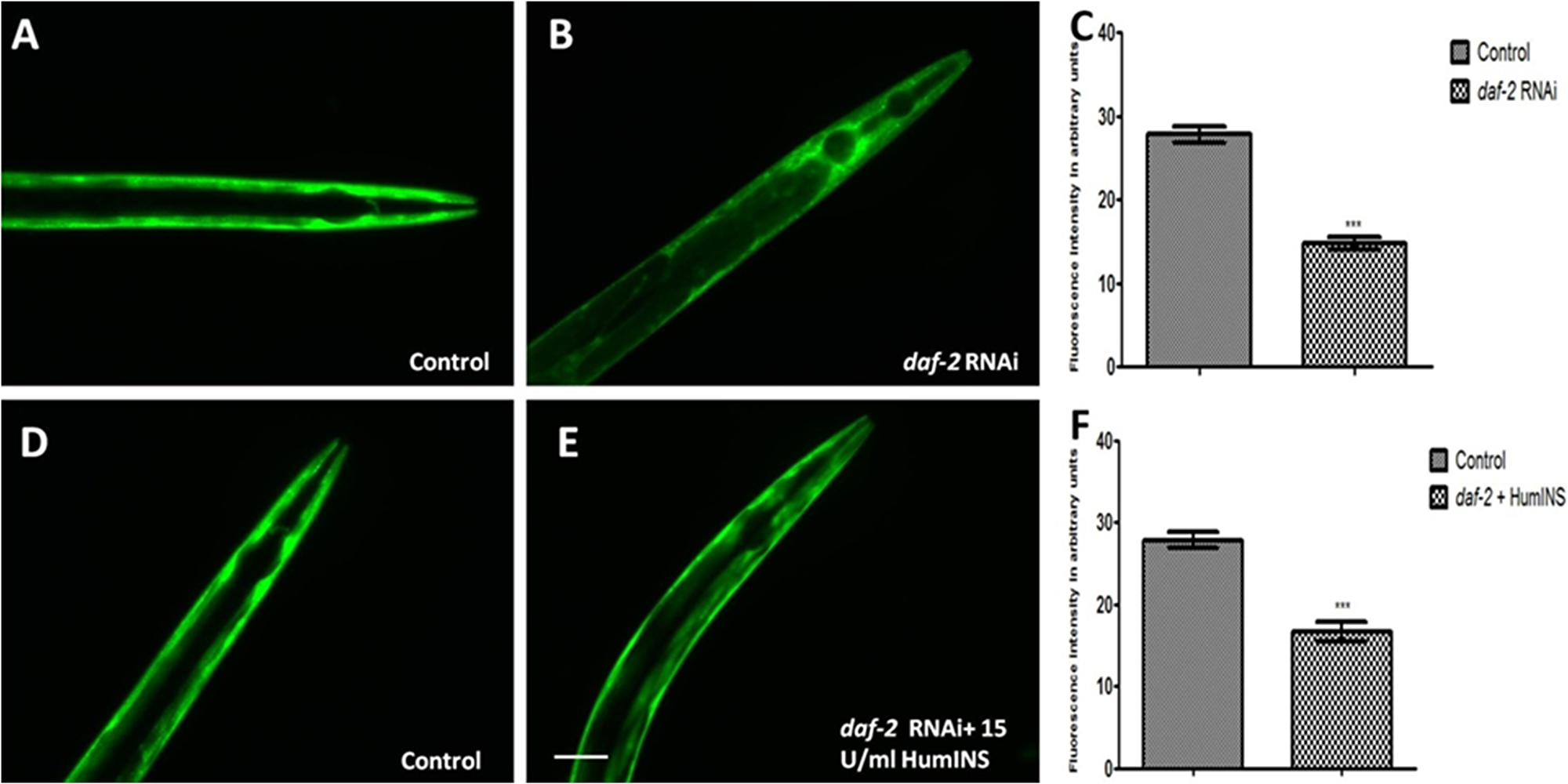 HumINS acts via DAF-2 receptor based signalling in reducing α-syn expression