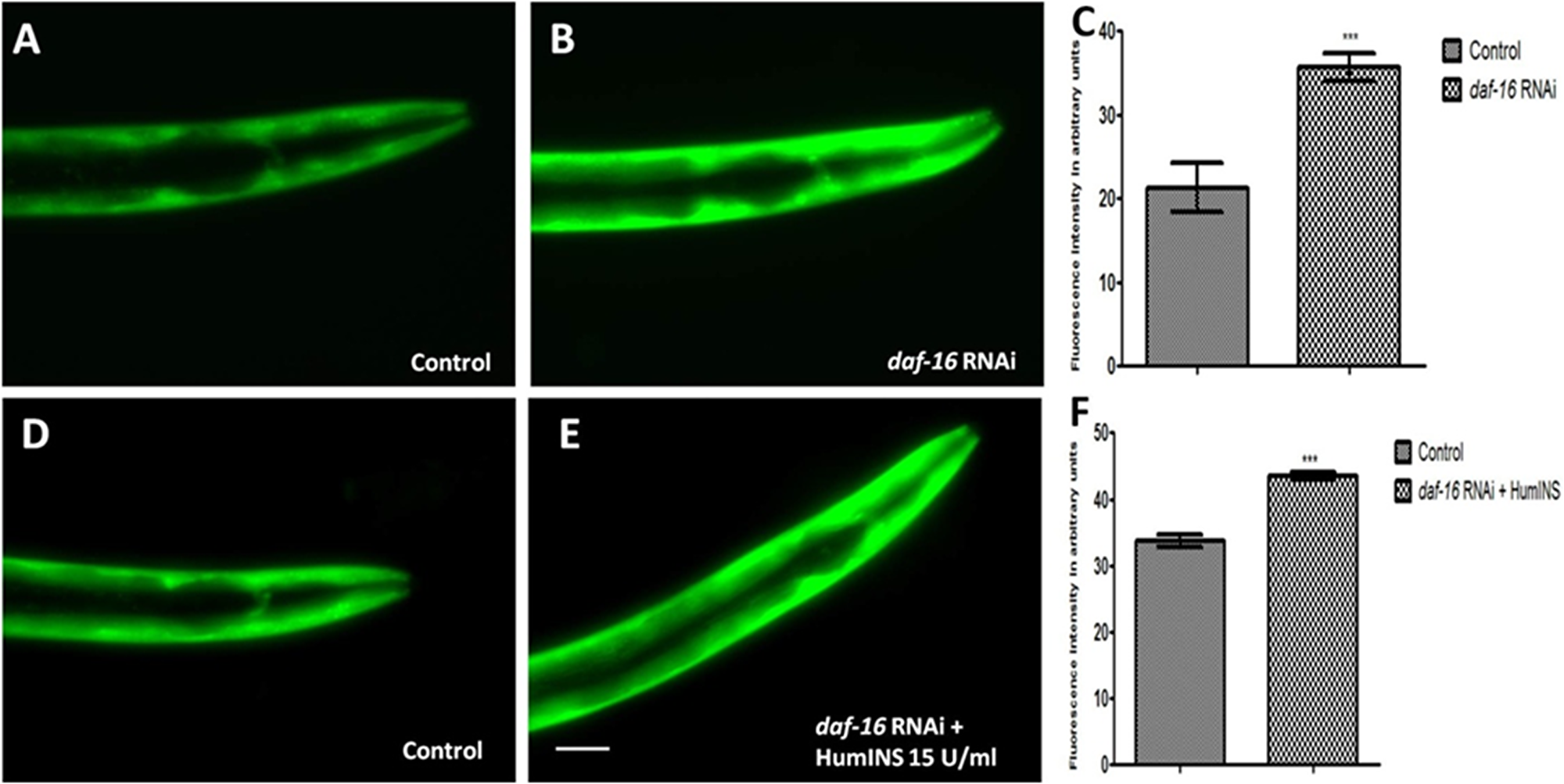 Protective action of HumINS against α-syn expression also involves FOXO transcriptional factor DAF-16 of the C. elegans ILS pathway