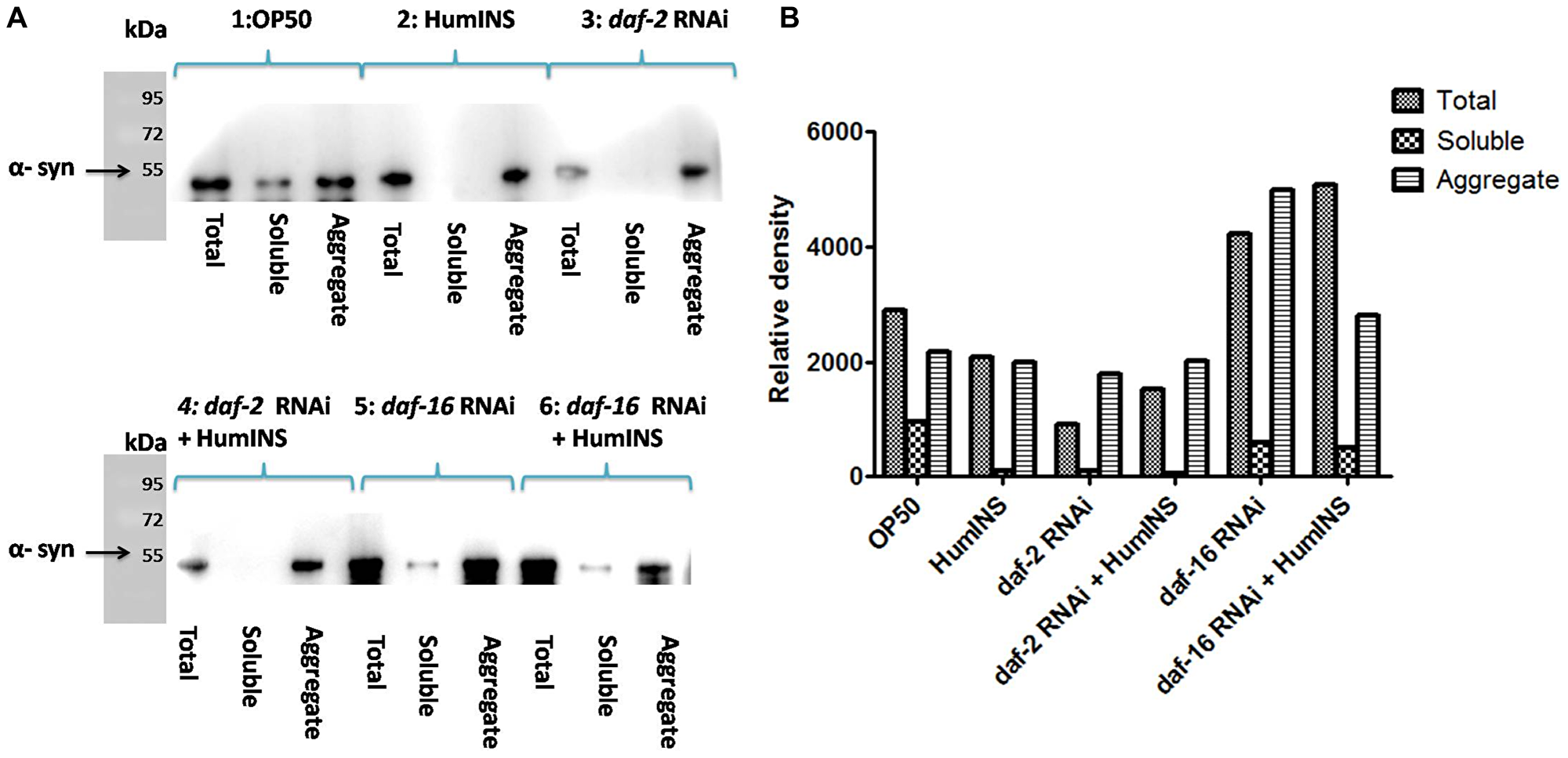 Western blot analysis of the level α-syn aggregation