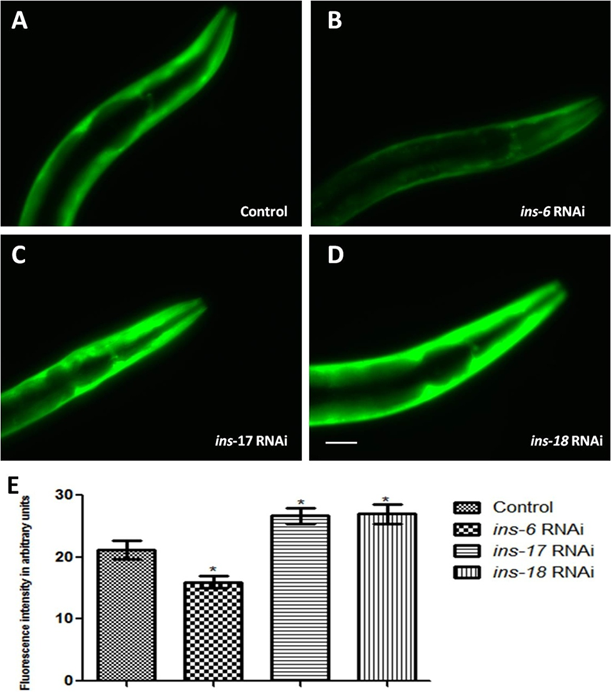 C. elegans DAF-2 receptor antagonist INS-17 and INS-18 and agonist INS-6 exhibited opposite effect on α-syn expression