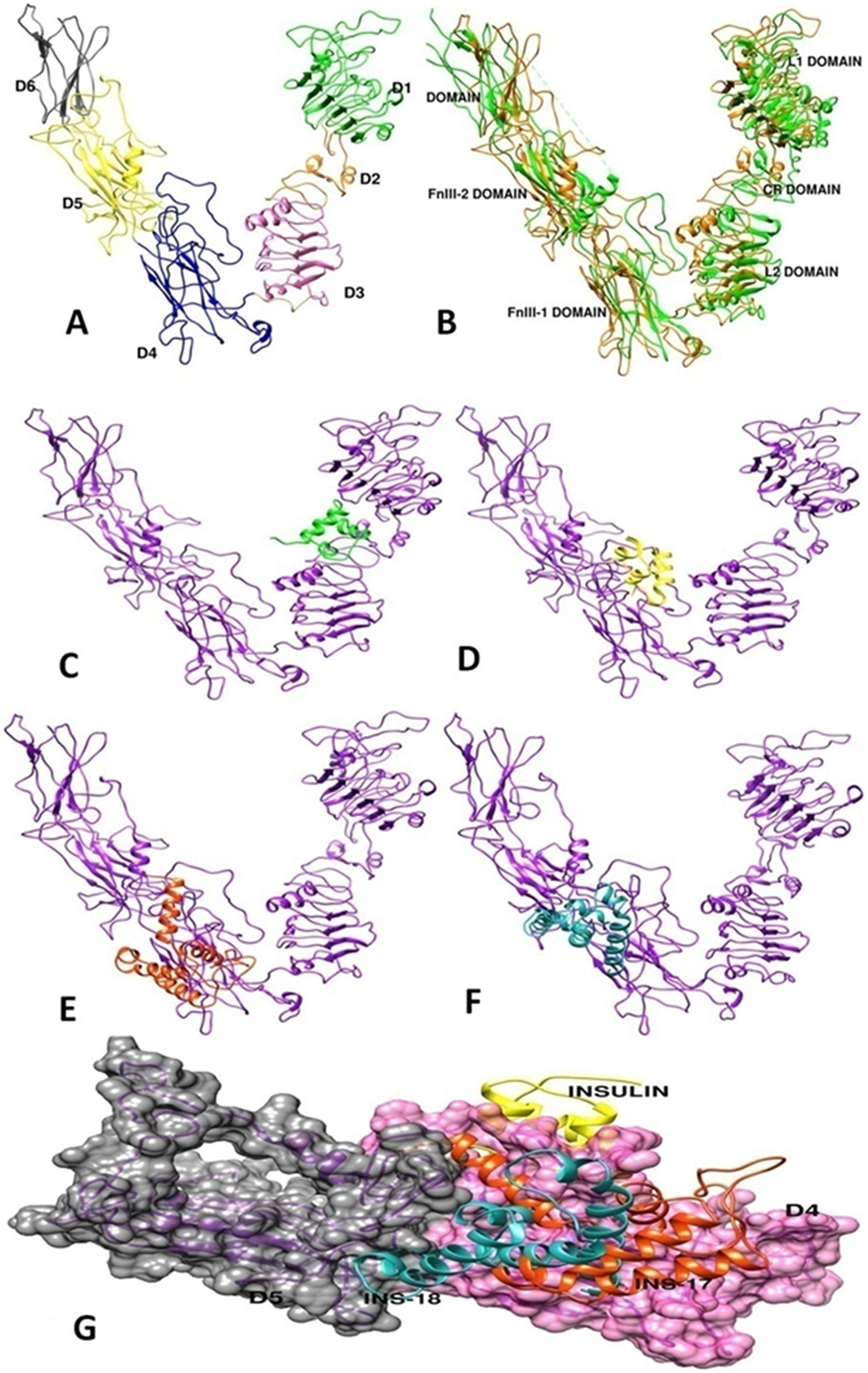 Three-dimensional structure construction of C. elegans DAF-2 insulin-receptor and molecular docking studies of agonist and anatagonist on modelled DAF-2 structure