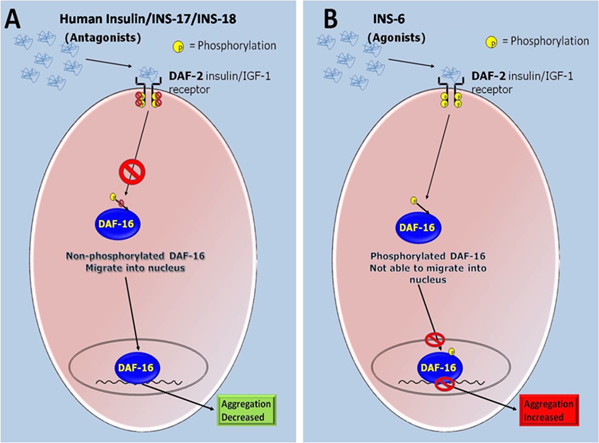 Schematic representation of the proposed roles of the agonist and antagonist of DAF-2 mediated ILS pathway of the C. elegans in modulating α-syn aggregation