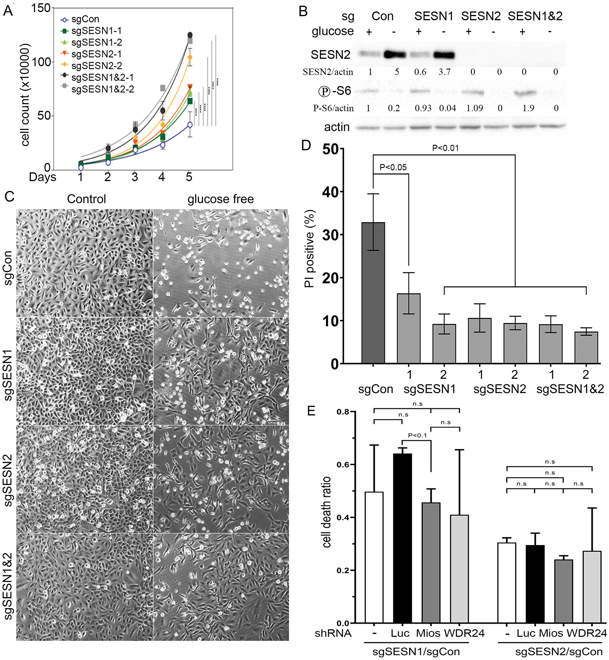 Inactivation of SESN1 and/or SESN2 in lung adenocarcinoma A549 cells stimulates cell proliferation rate and increases resistance to glucose starvation