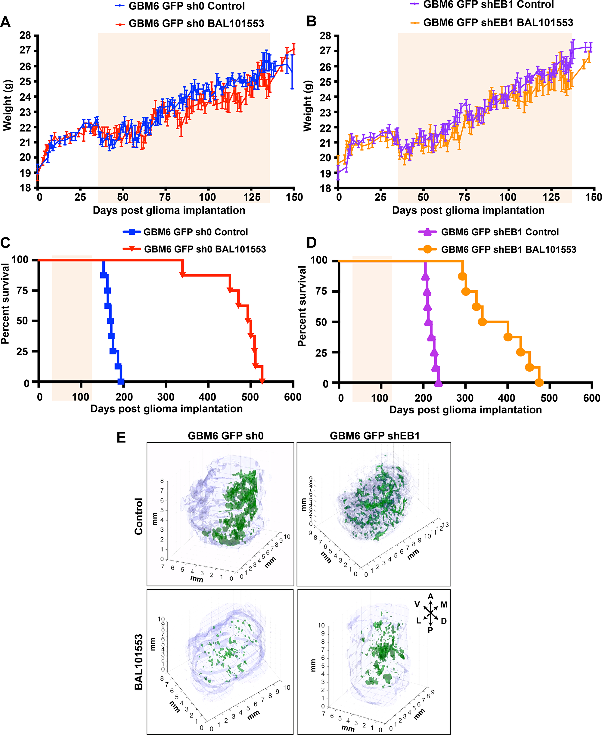 BAL101553 treatment enhances survival and reduces tumor growth in mice orthotopically grafted with GBM6 cells