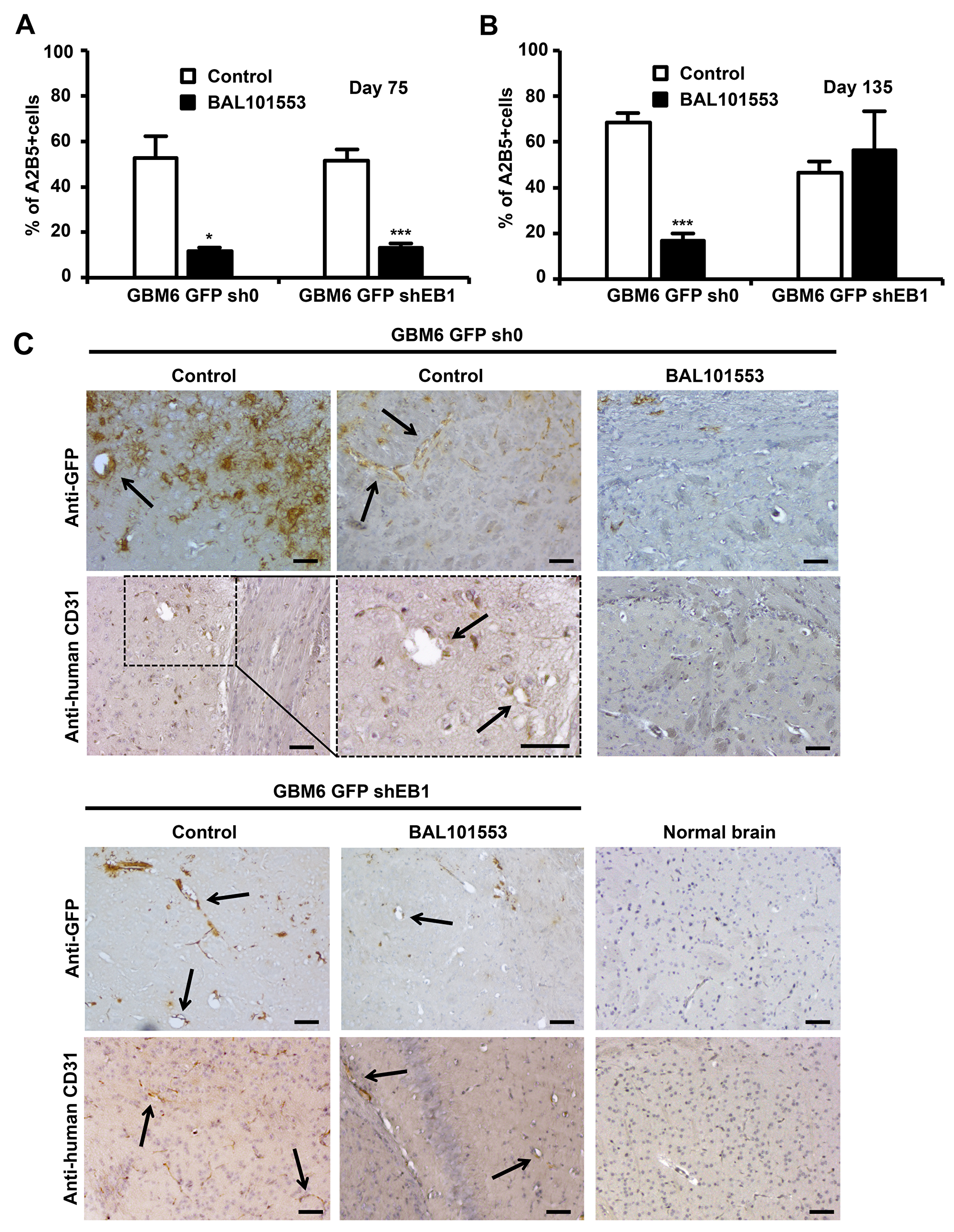 BAL101553 induces loss of stem cell properties and inhibits tumor vasculature