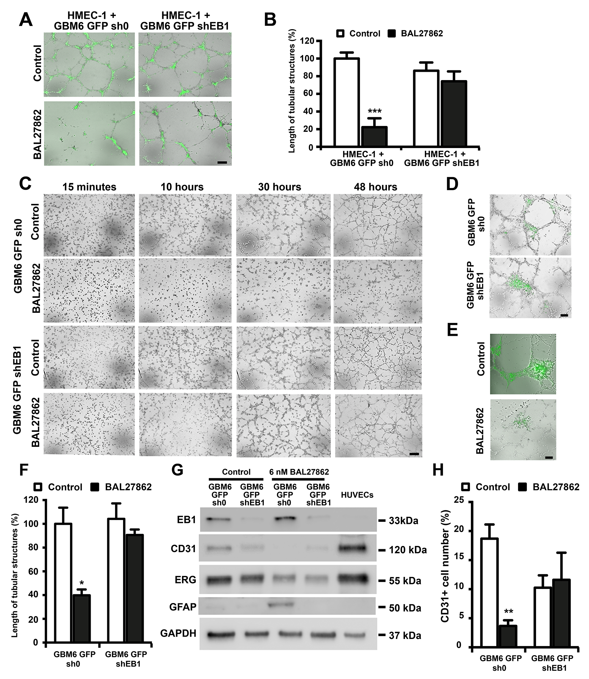 BAL27862 inhibit endothelial differentiation of cancer stem like cells, in an EB1 expression-dependent manner
