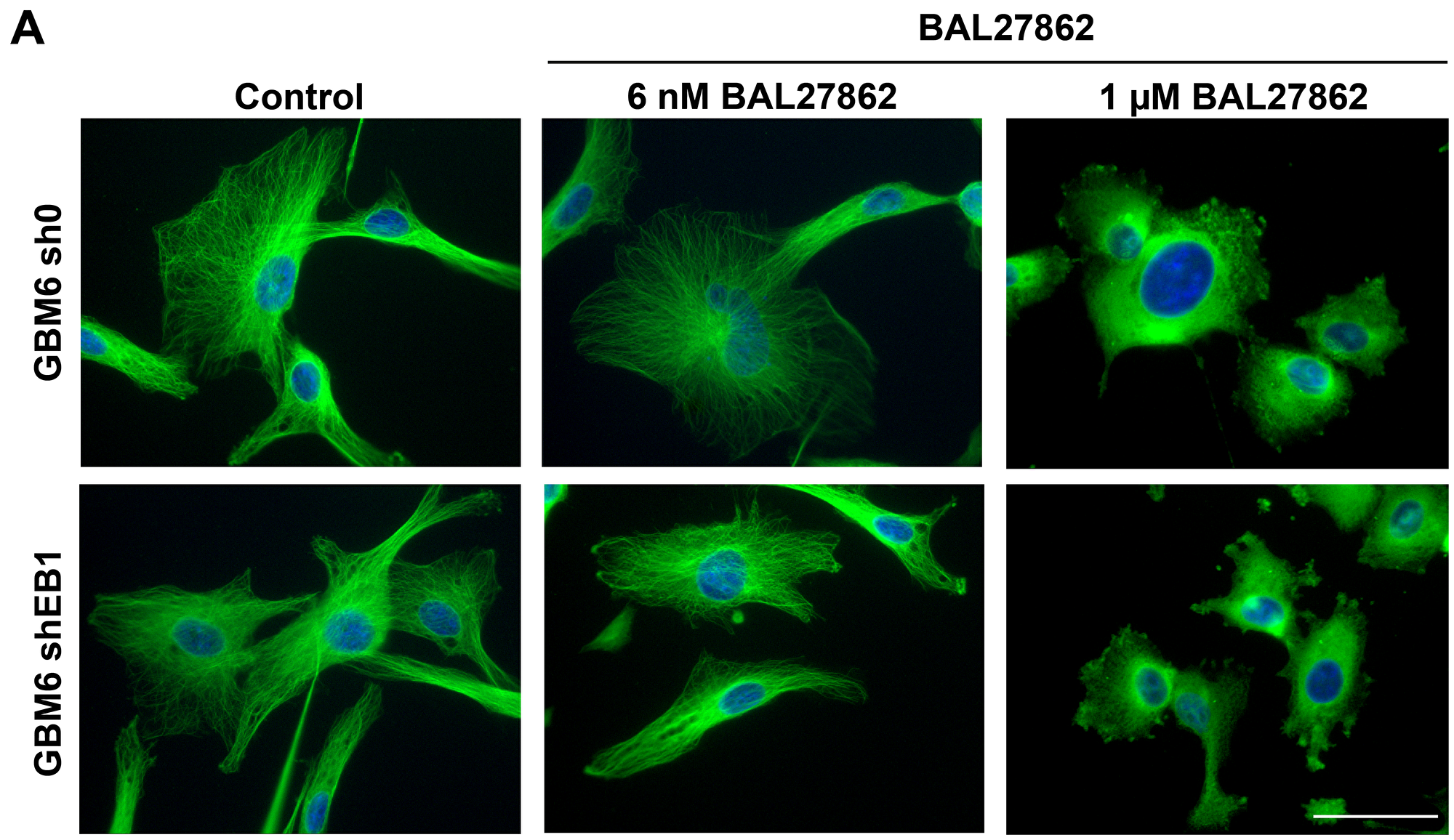 Sub-cytotoxic concentration of BAL27862 does not induce modifications of MT cytoskeleton architecture