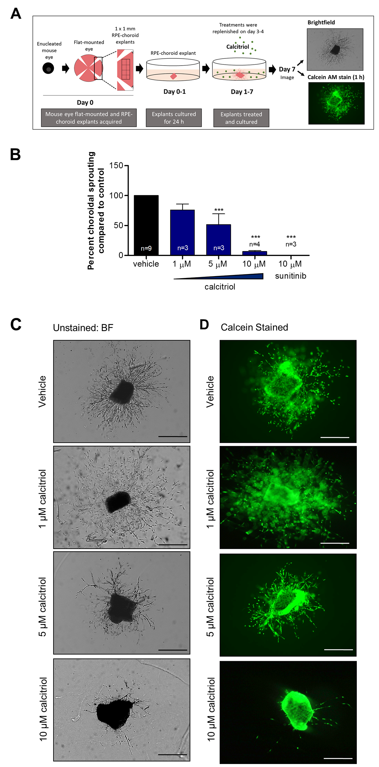Figure 1: Calcitriol attenuates mouse choroidal sprouting angiogenesis.