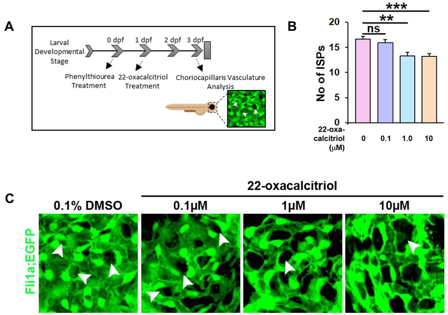22-oxacalcitriol attenuates choriocapillaris development in zebrafish larvae