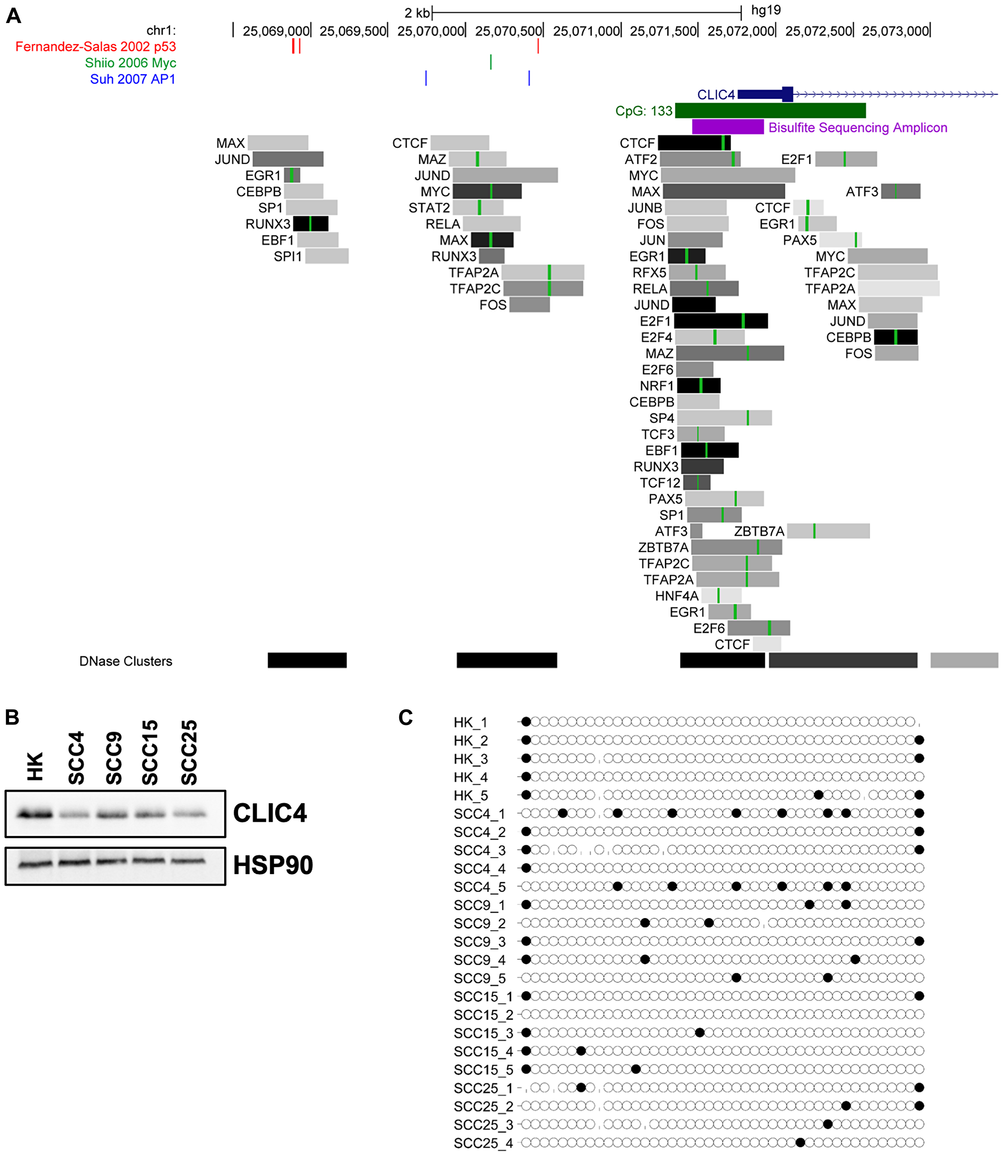 Cancer-associated transcription factors, but not CpG island methylation, regulate CLIC4 expression