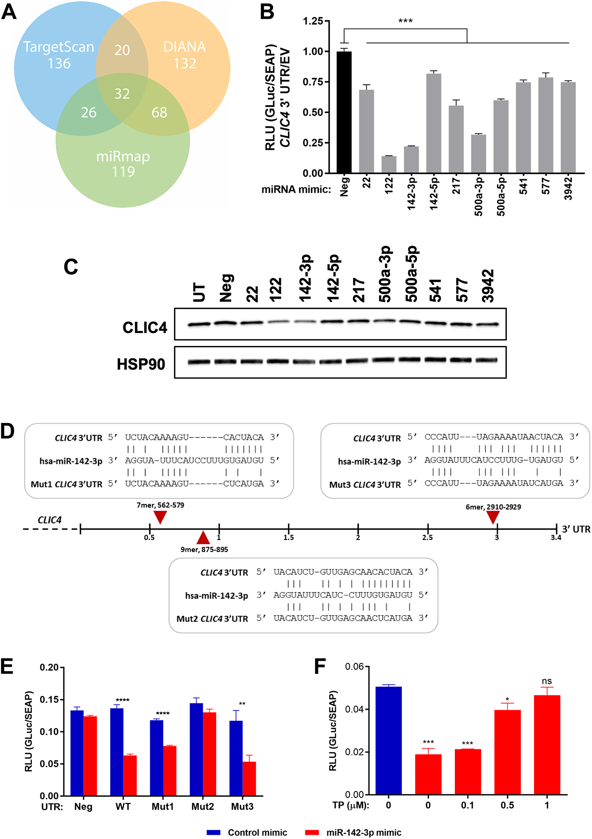 miR-142-3p targets CLIC4 by recognizing a specific site in the CLIC4 3′UTR