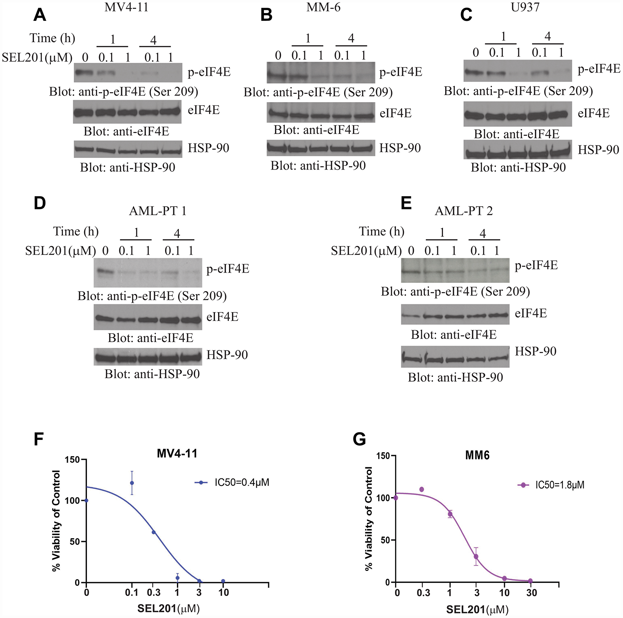 SEL201 suppresses phosphorylation of eIF4E and inhibits cell proliferation in AML