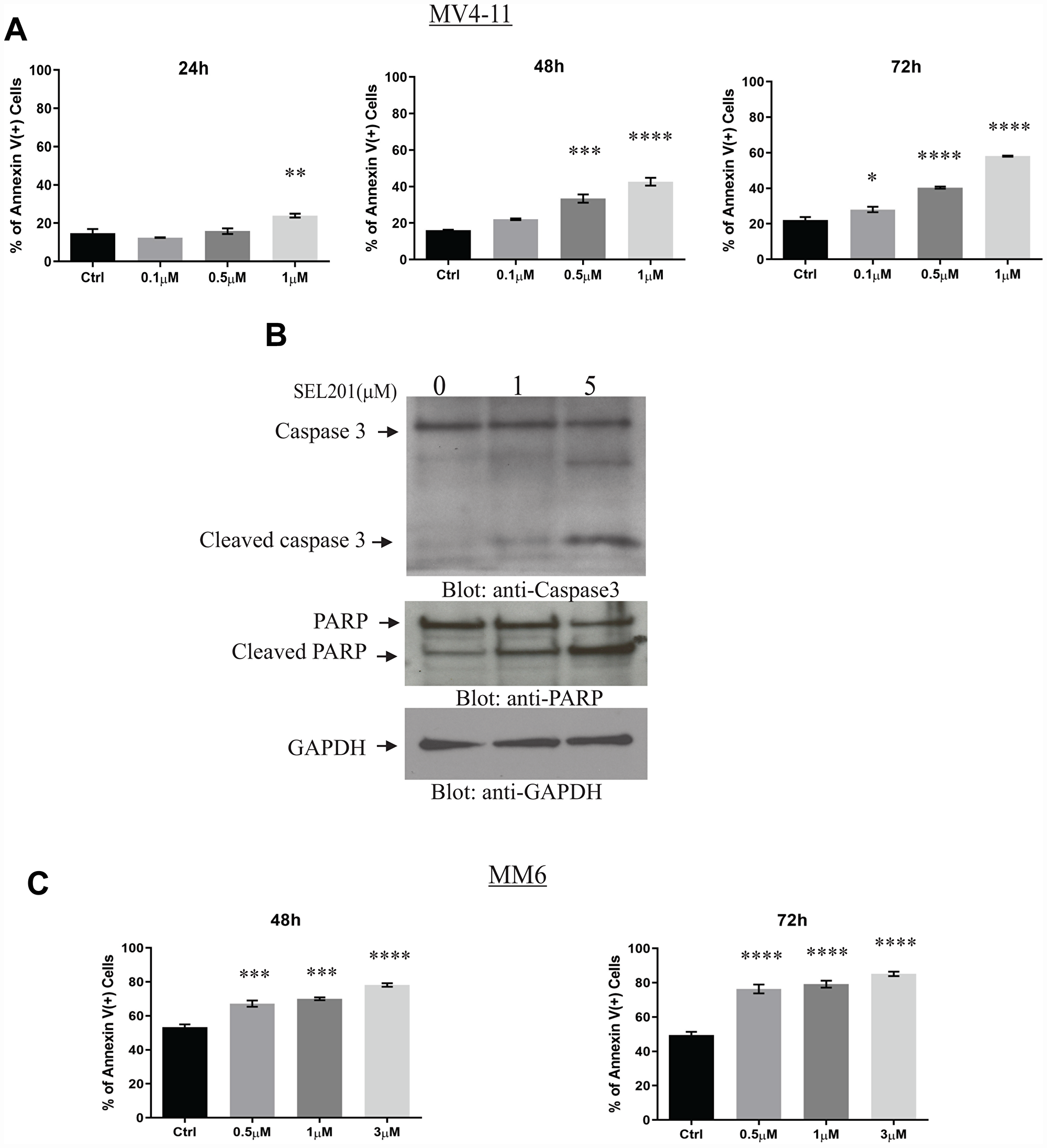 SEL201 induces apoptosis of AML cells