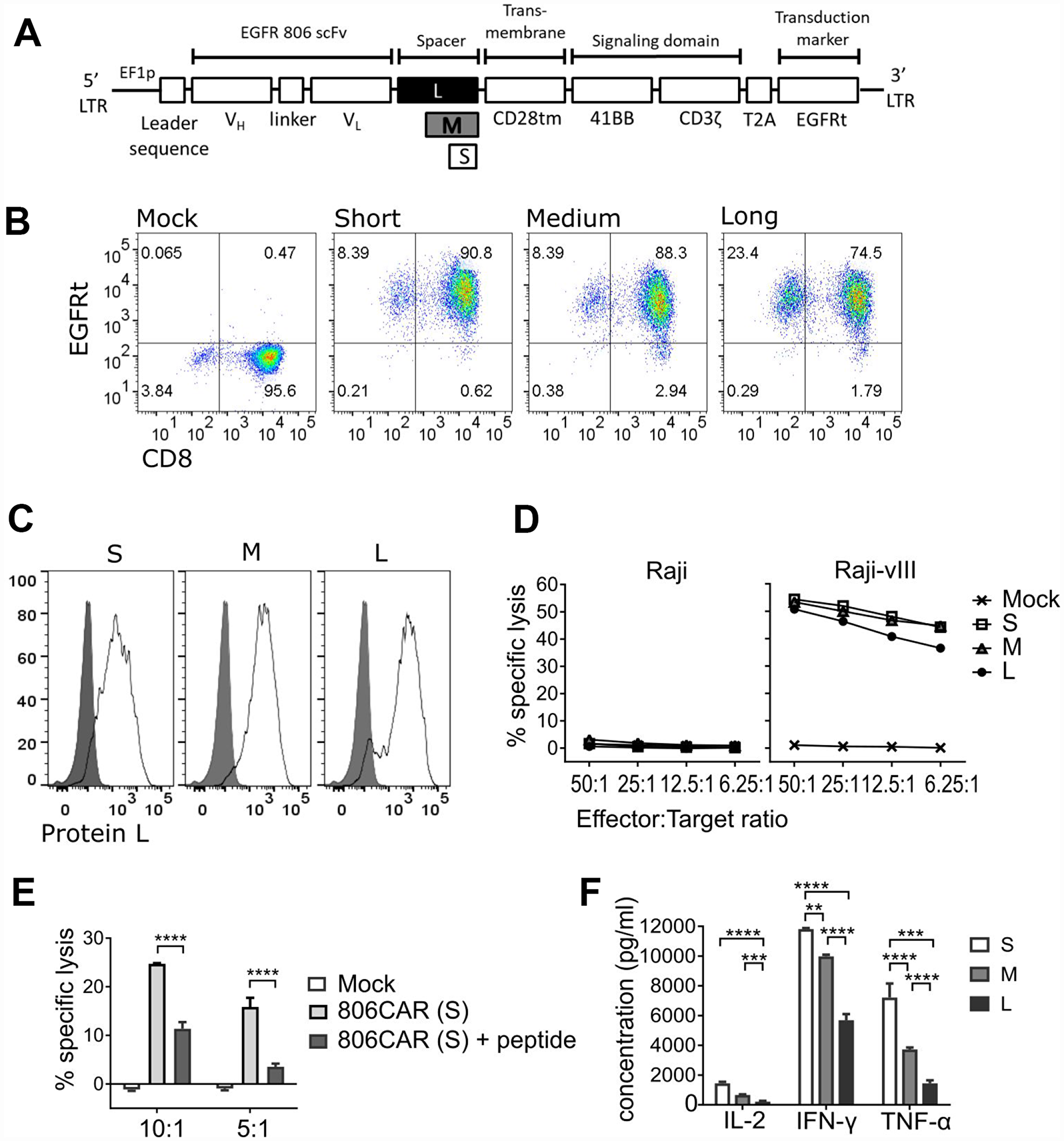 EGFR806-CAR T cells effectively target EGFR-expressing glioma cells in vitro