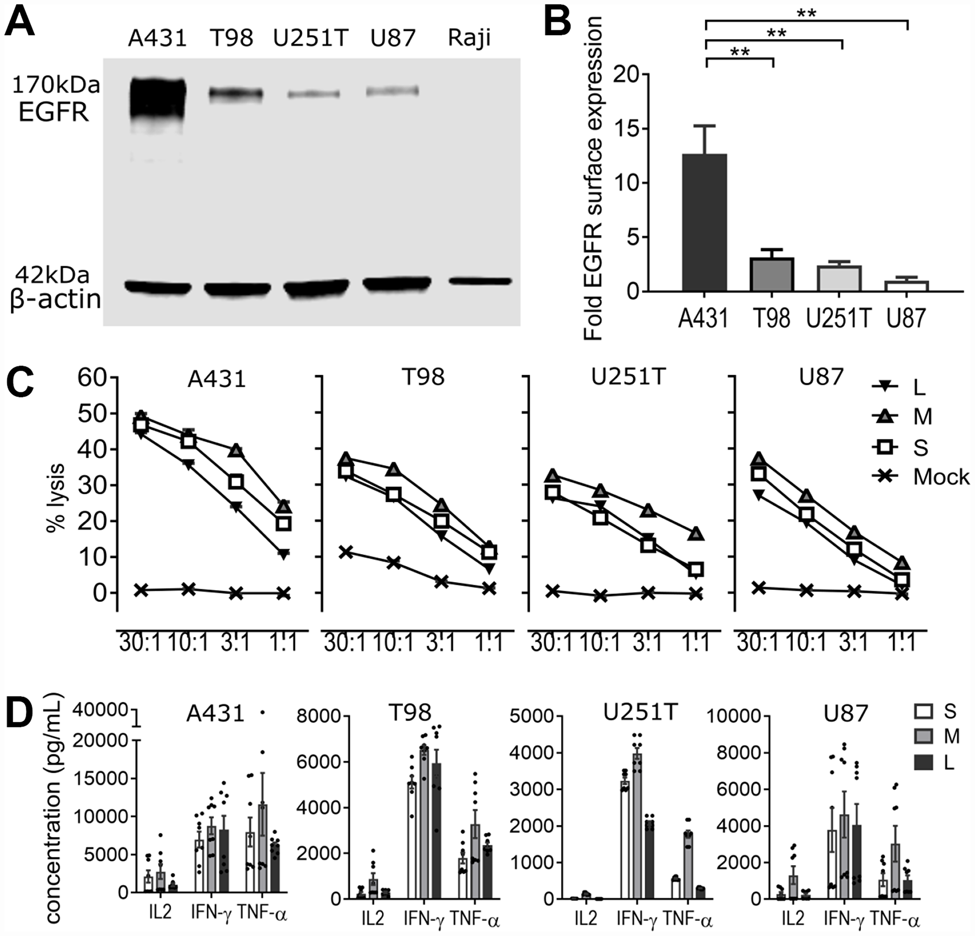 EGFR806-CAR T cells are selectively activated by tumor-specific EGFR expression in vitro
