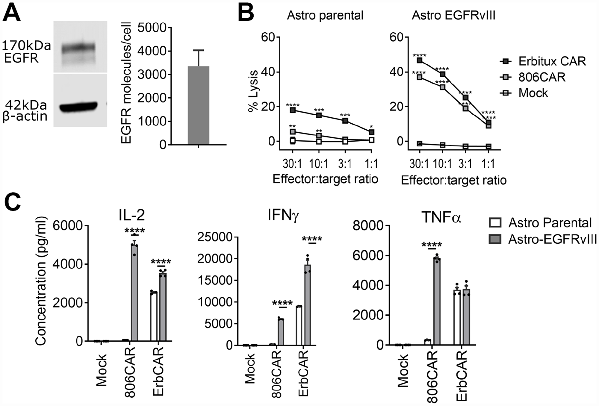 EGFR806-CAR T cells have lower activity against physiologically expressed EGFR compared to Erbitux-CAR