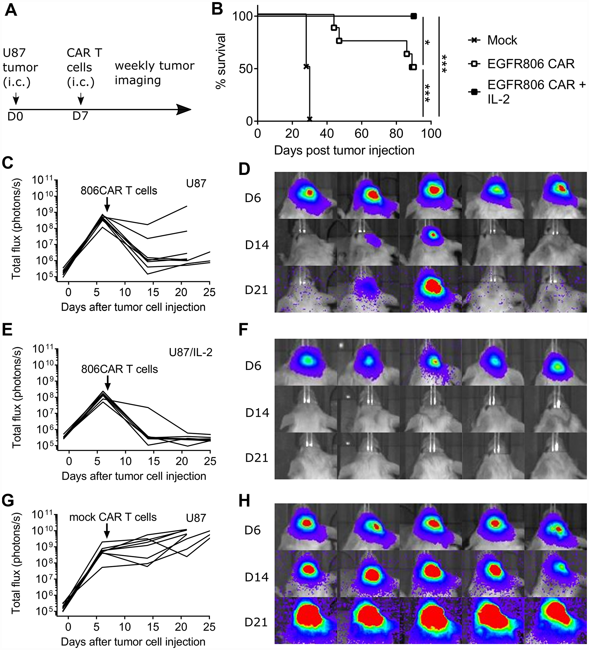 Short spacer second generation EGFR806-CAR T cells induce glioblastoma xenograft regression