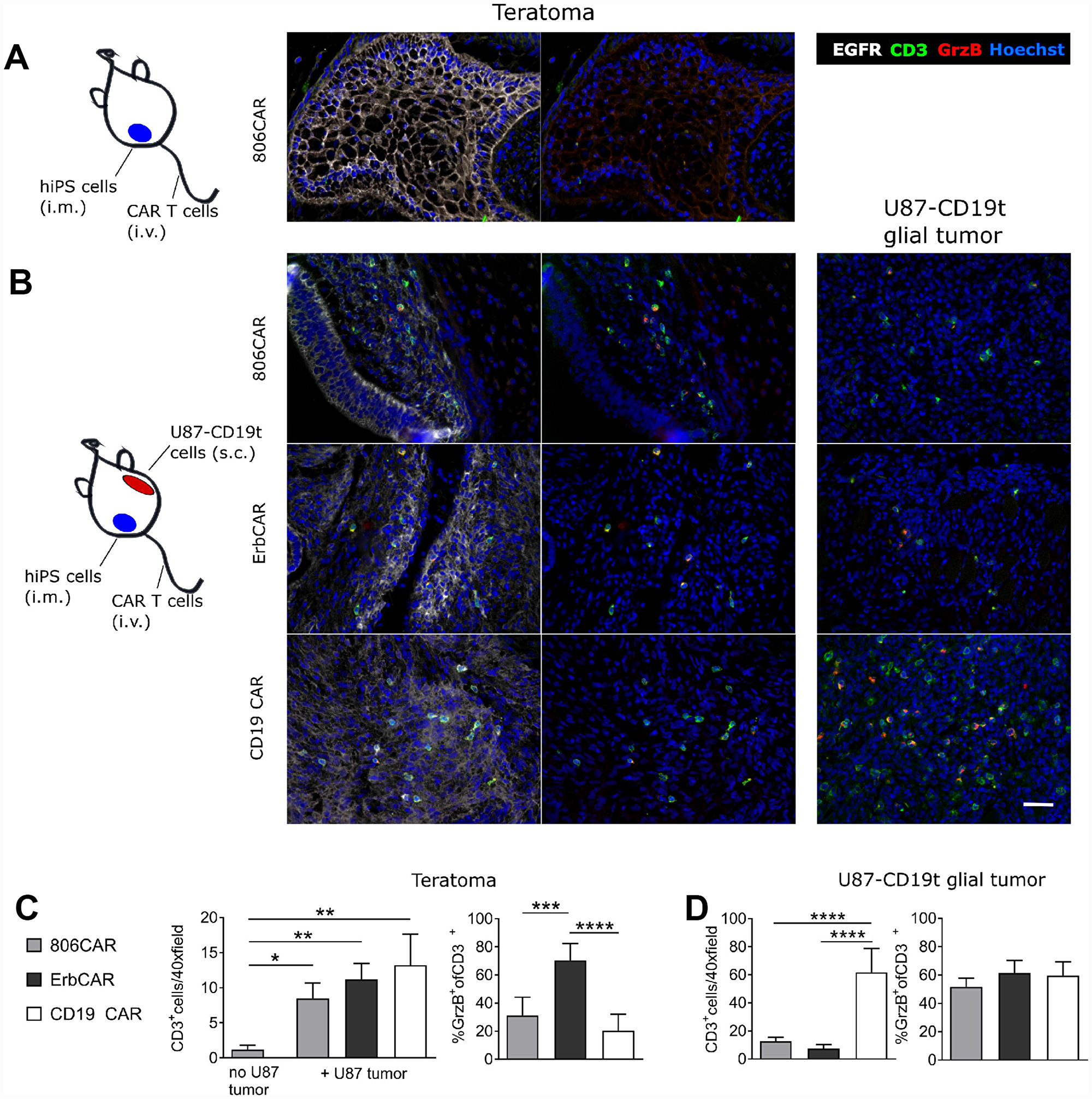 EGFR806-CAR T cells are selectively activated by tumor-specific EGFR expression in a human iPS cell teratoma model