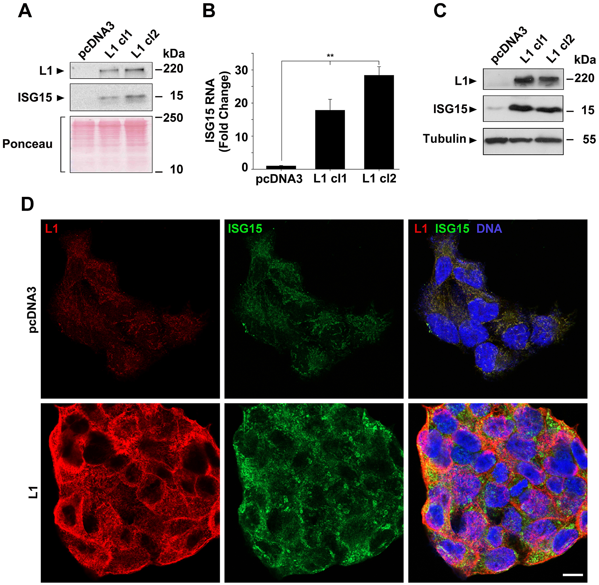 Induction of ISG15 expression by L1 in CRC cells