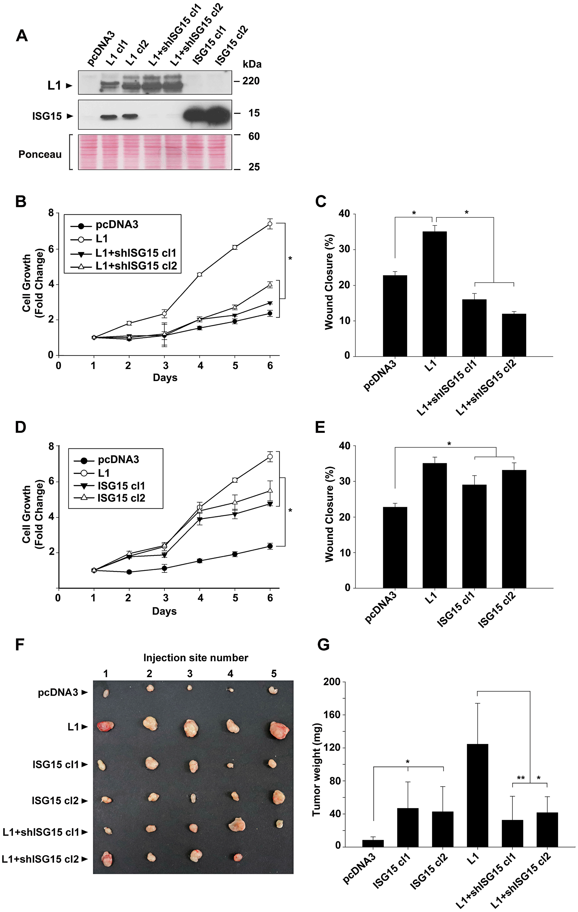 Modulation of ISG15 expression in CRC cells affects cell proliferation, motility and tumorigenesis in human CRC cells