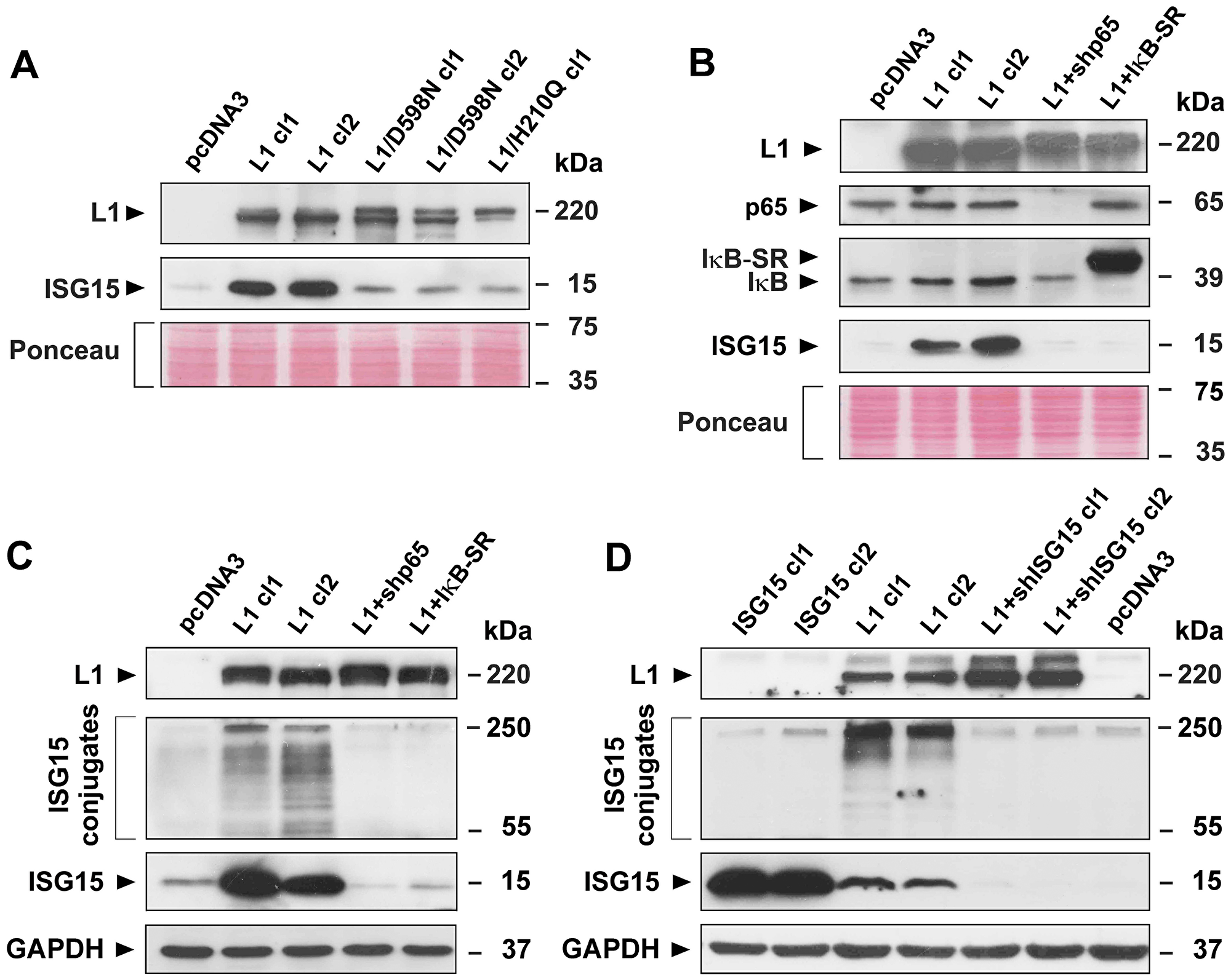 Induction of ISG15 and ISGylation by L1 in CRC cells is blocked when NF-κB signaling is inhibited, or when point mutant L1 forms are expressed in cells