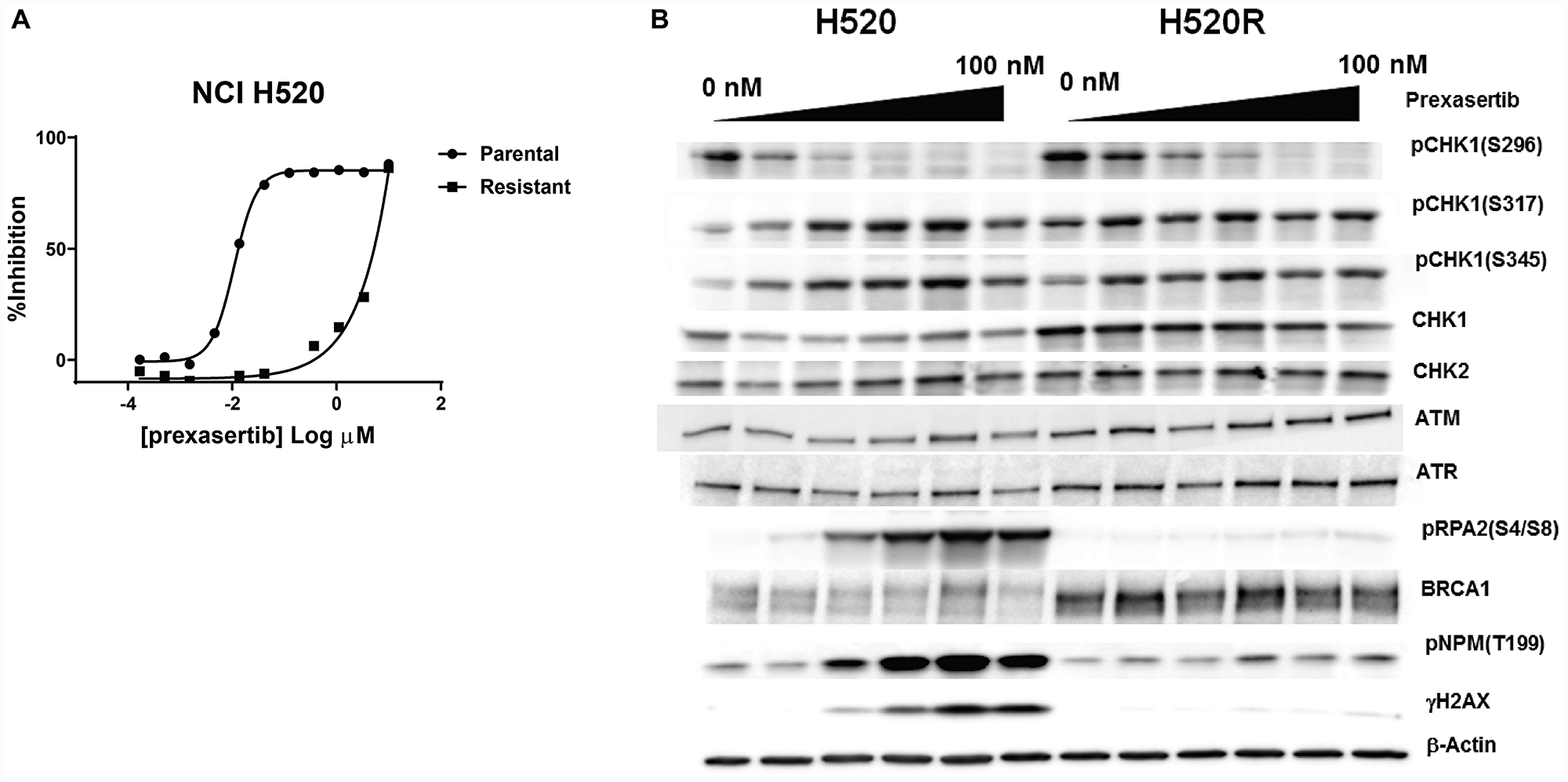 Pharmacological and molecular characterization of NCI-H520R cells