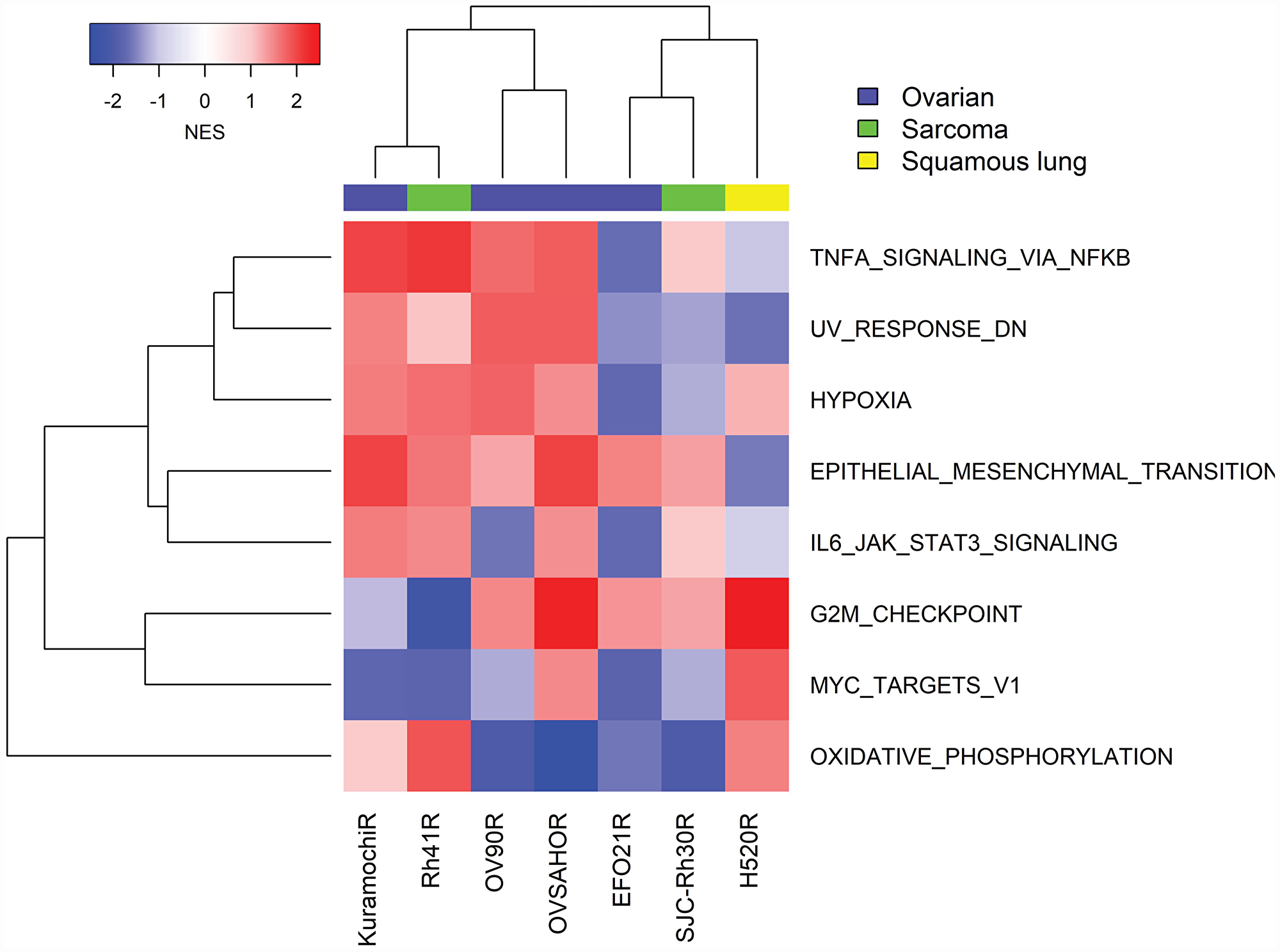 GSEA of transcriptomic data from seven cancer cell lines with acquired resistance to prexasertib