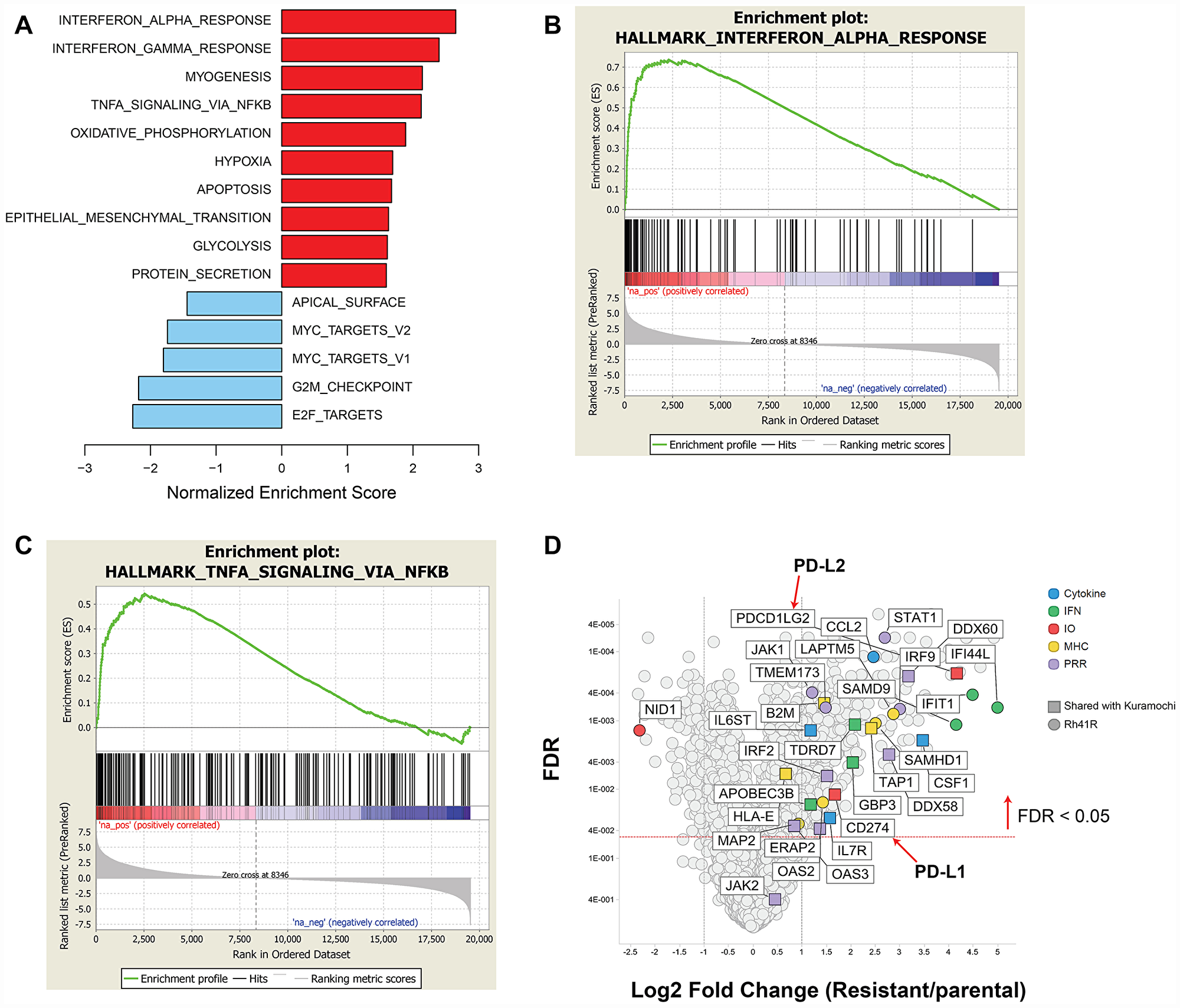 GSEA of differentially expressed genes in prexasertib-resistant aRMS Rh41R compared to parental Rh41 cells