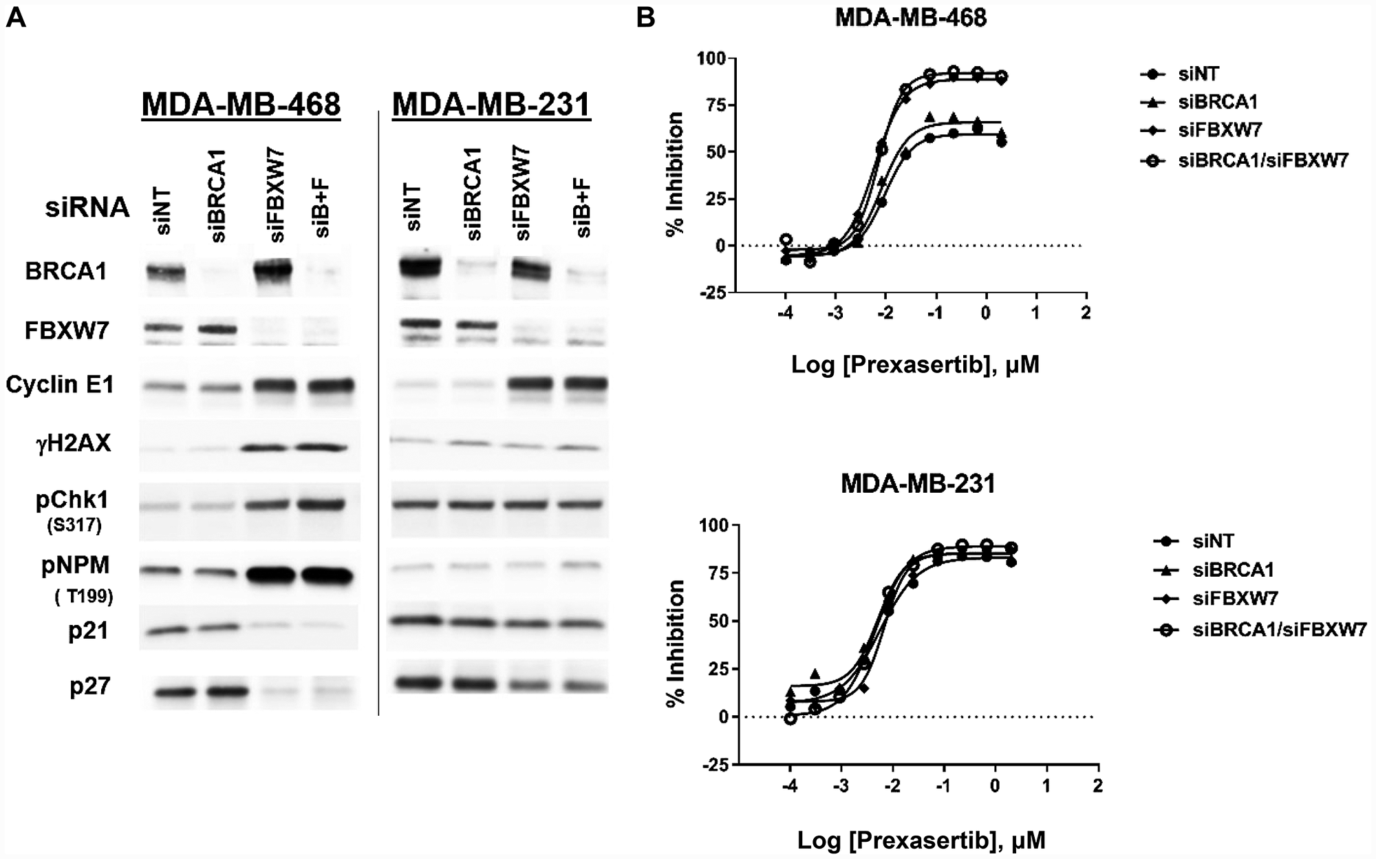 Effect of FBXW7 knockdown on cyclin E1 levels and prexasertib sensitivity