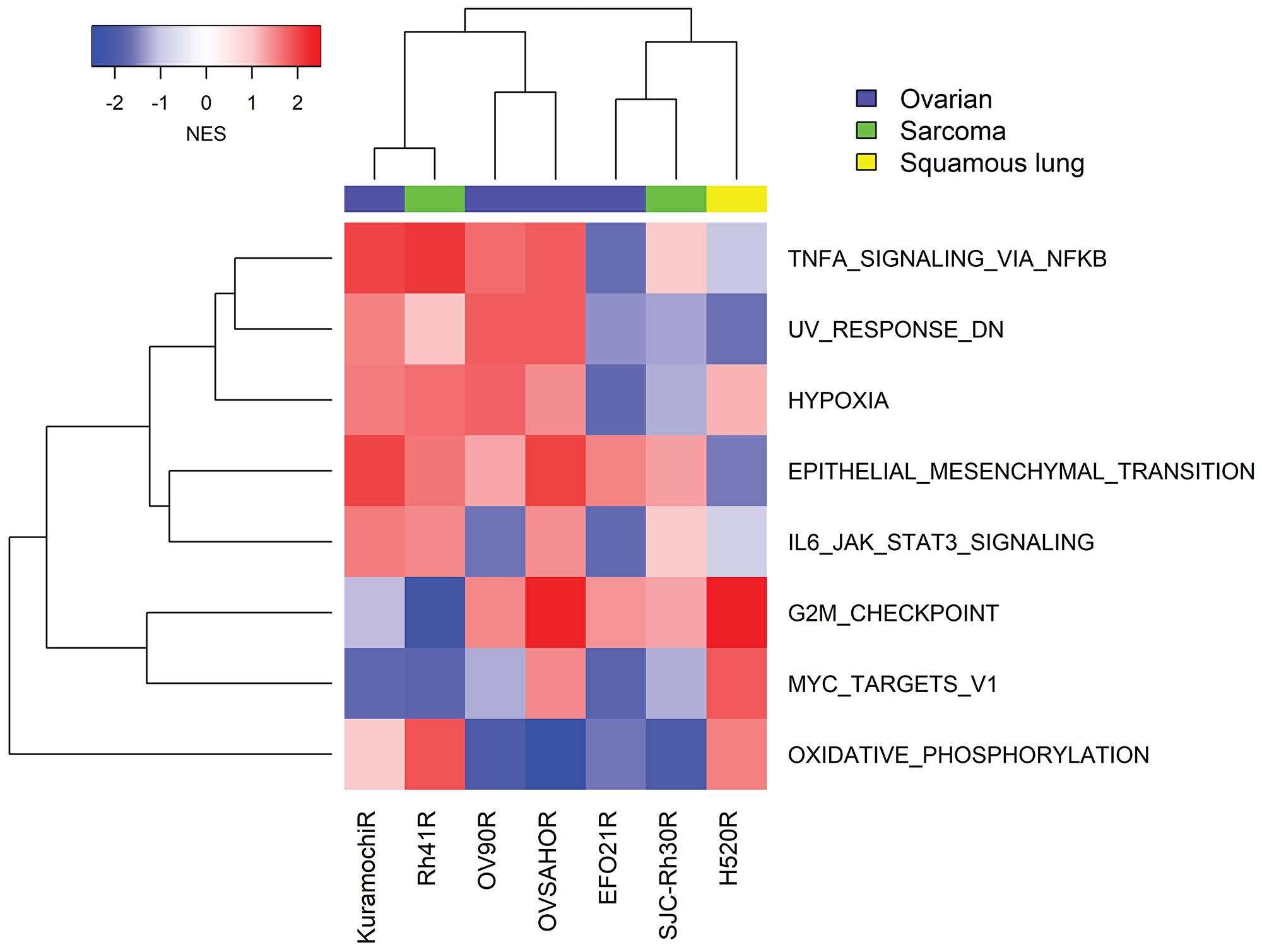 GSEA of transcriptomic data from seven cancer cell lines with acquired resistance to prexasertib