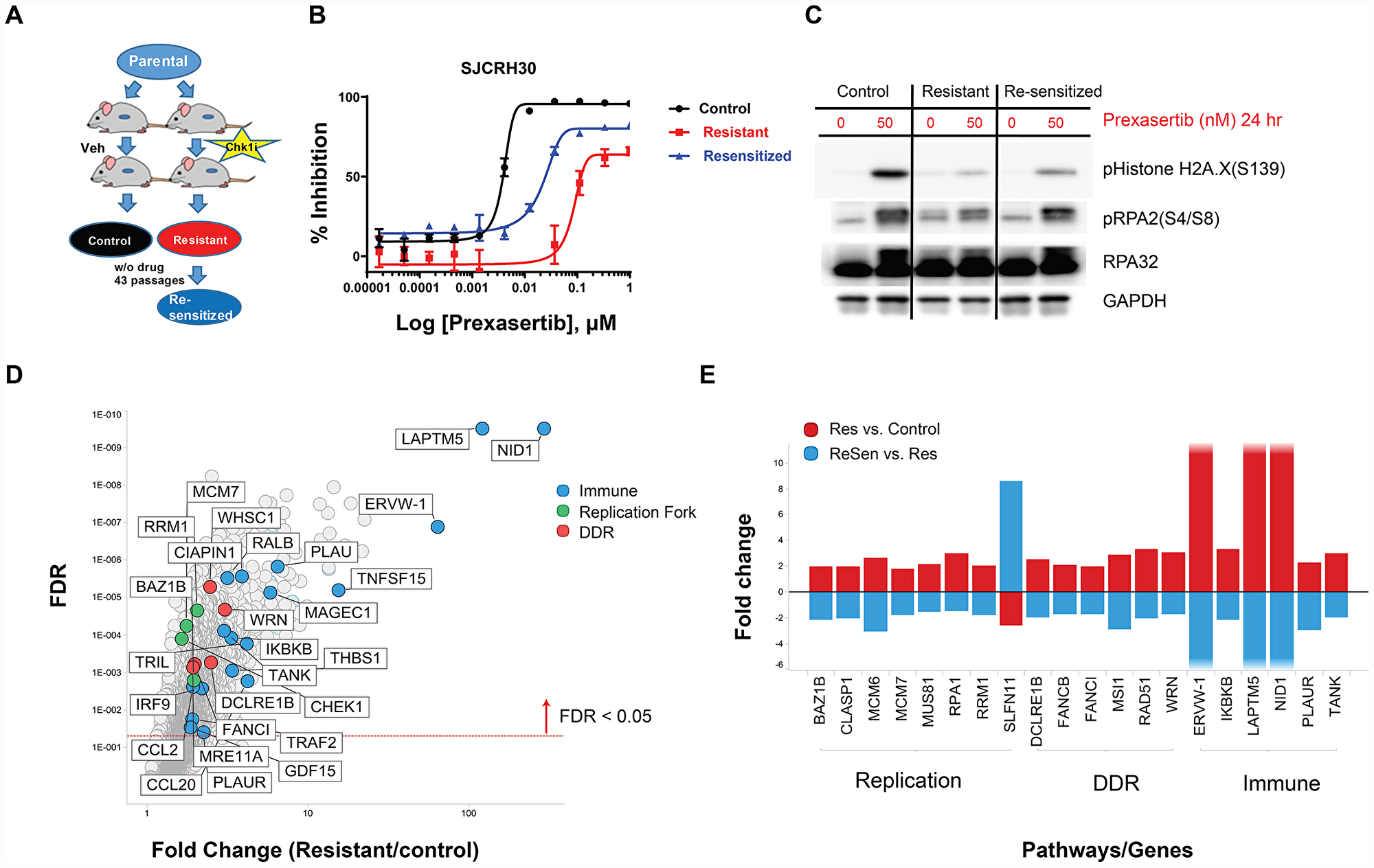In vivo establishment and genomic characterization of acquired resistance to prexasertib in the aRMS SJC-Rh30 xenograft model