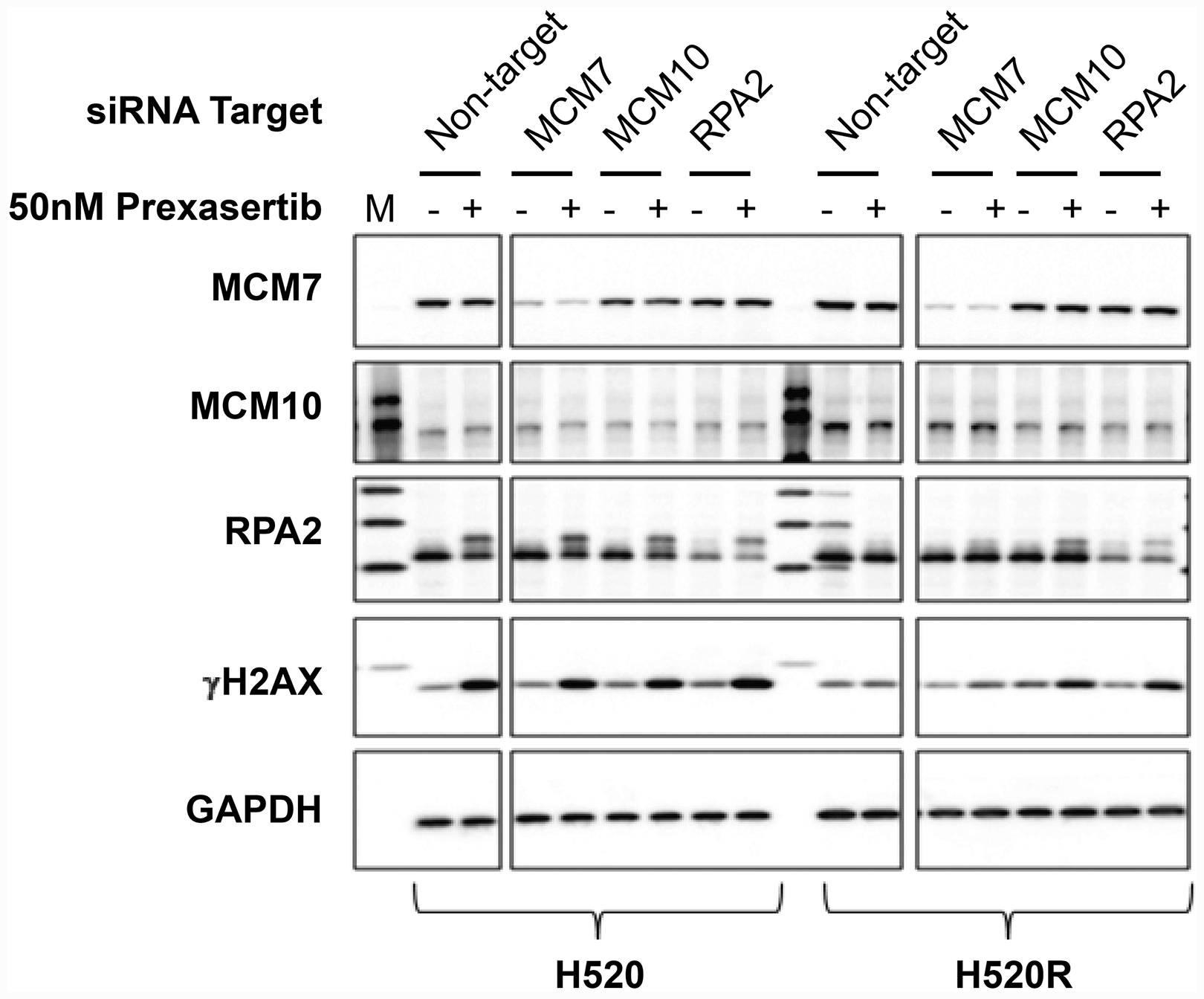 Effect of key replication fork gene knockdown on markers for replication stress and DNA damage measured in extracts derived from parental and prexasertib-resistant NCI-H520 tumor lines